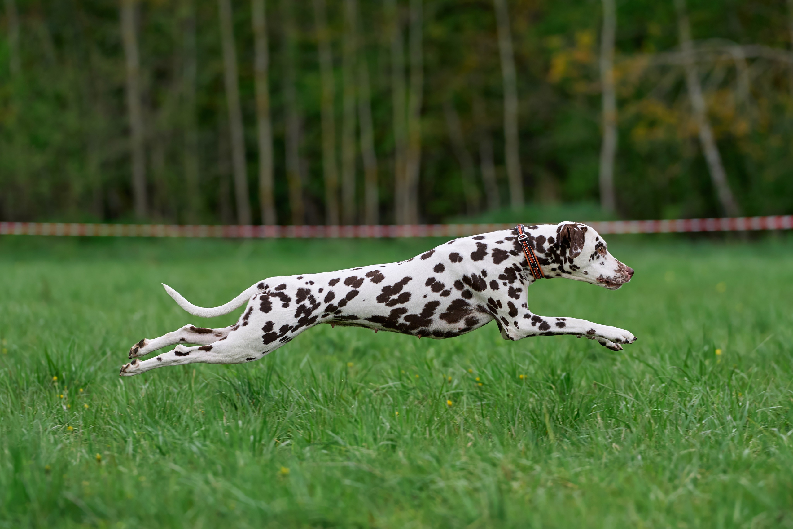 Тренировка по курсингу Донино. Фотограф-анималист Михаил Манухин