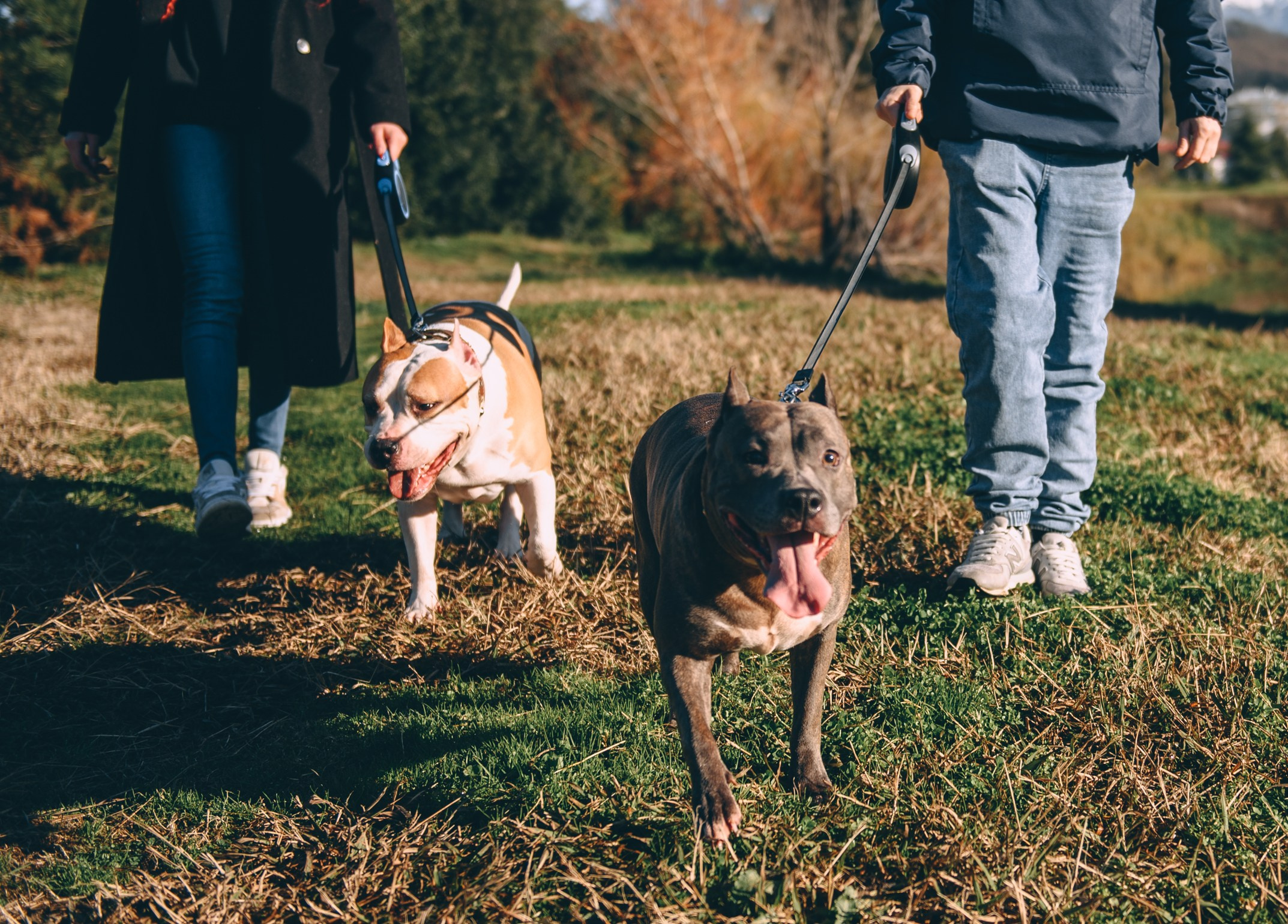 Игры с собаками. Свадебный и семейный фотограф София Невская