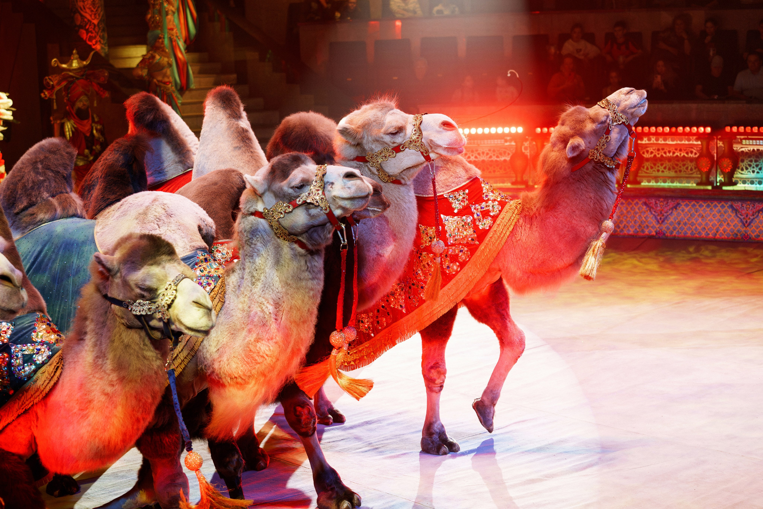 Новое шоу Гии Эрадзе «ПЕСЧАНАЯ СКАЗКА». Фотомастерская Воробьевых