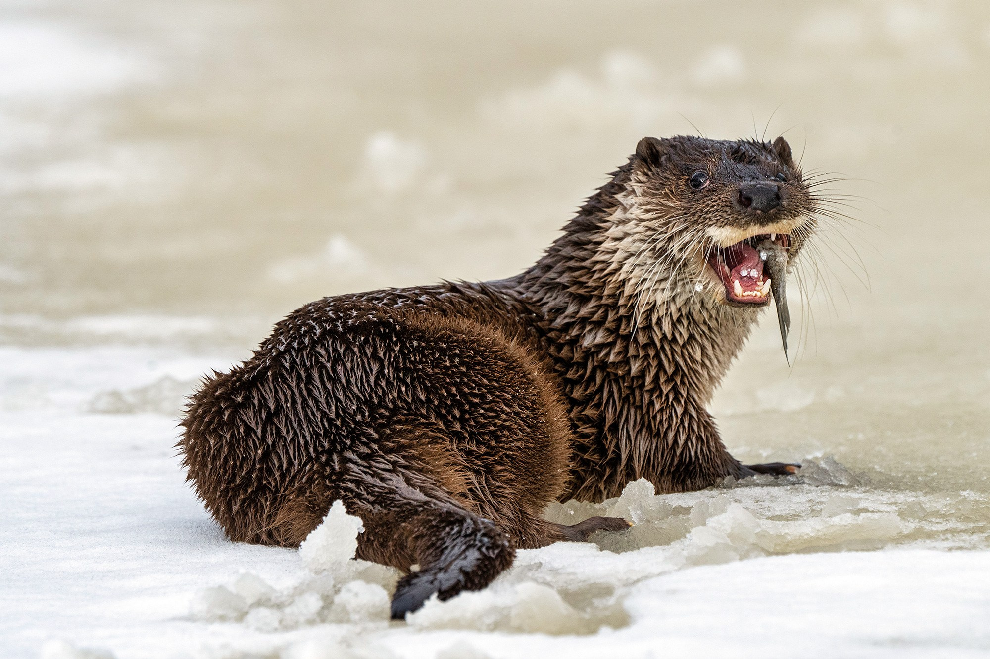 Зимой в Белоруссии. Фотограф Владимир Остапенко