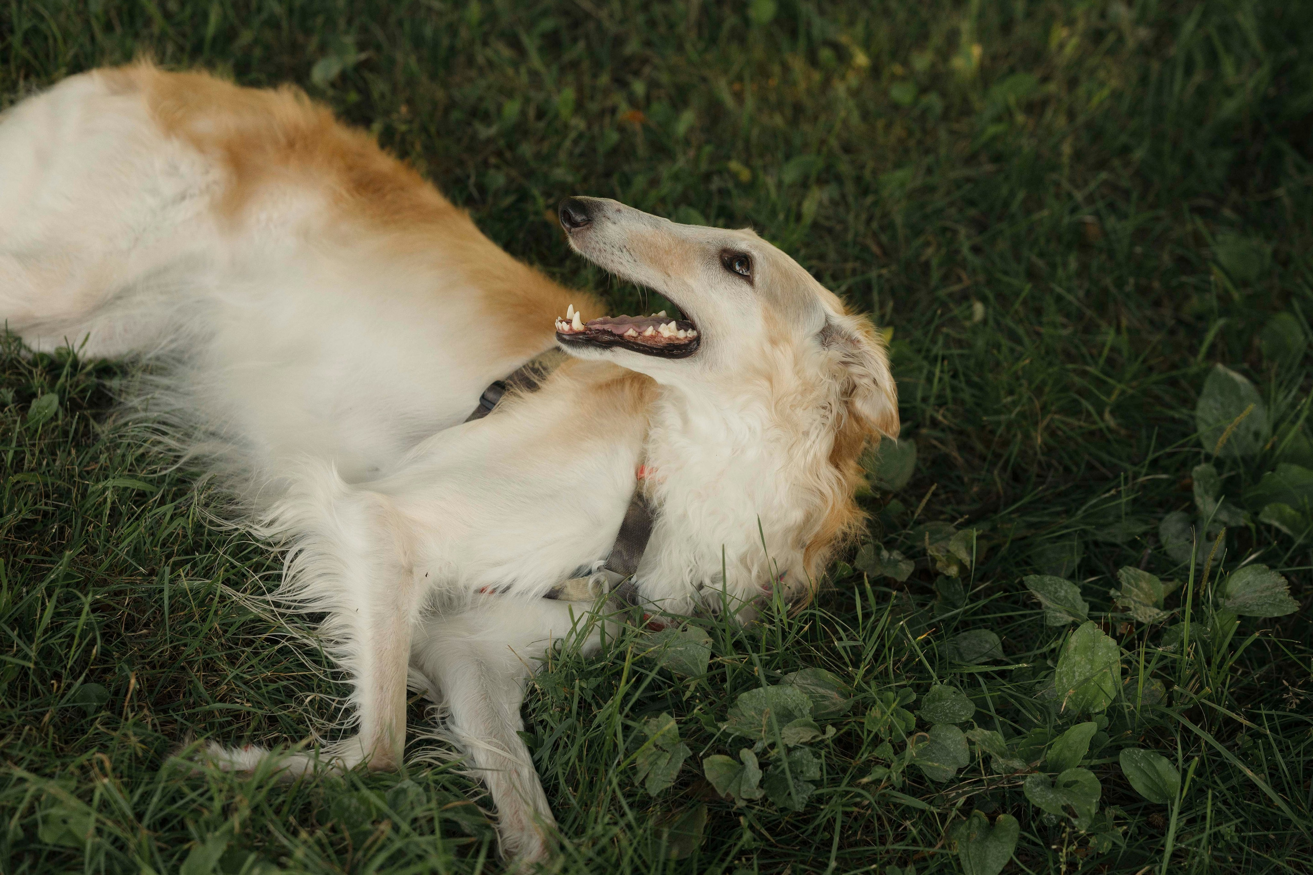 Тайга. Фотограф- анималист Александра Матвеева