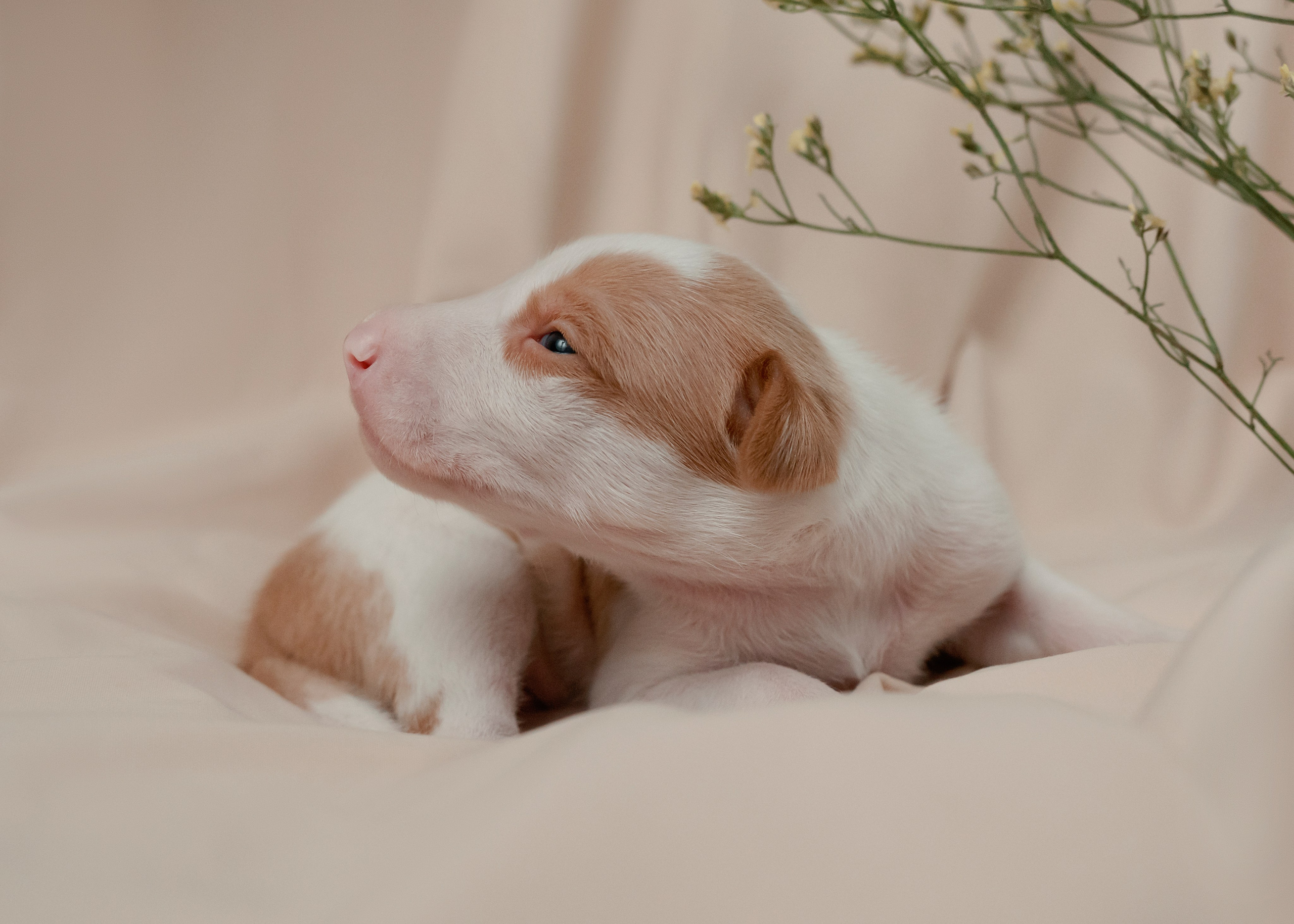 Поденки ибиценки. Фотограф- анималист Александра Матвеева