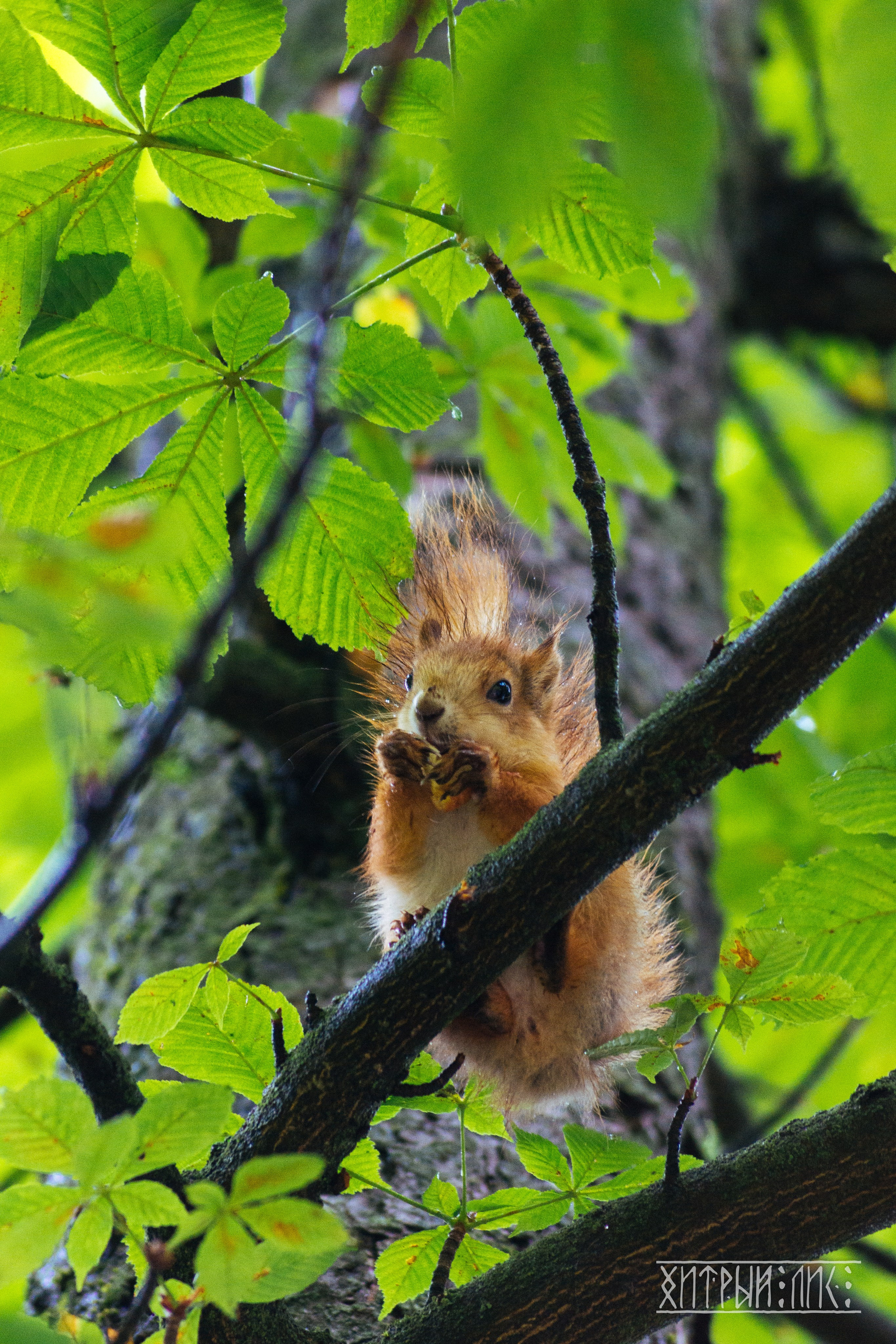 Беларусь. Фотограф-путешественник Самойлов Максим «Sly Fox»