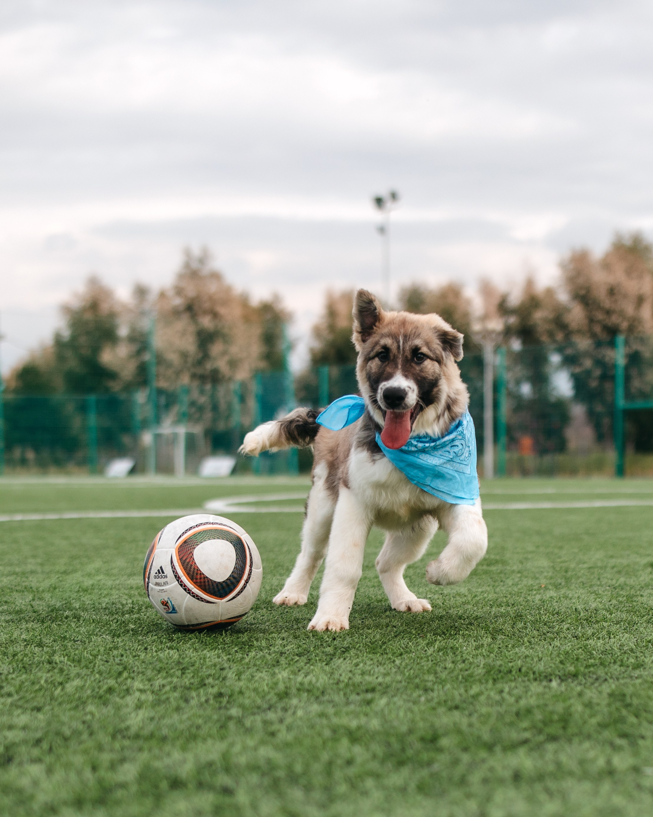 Животные. Фотограф Сочи-Краснодар