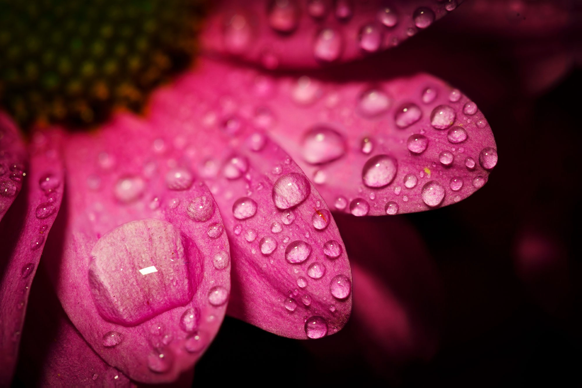 свадебный фотограф Геленджик