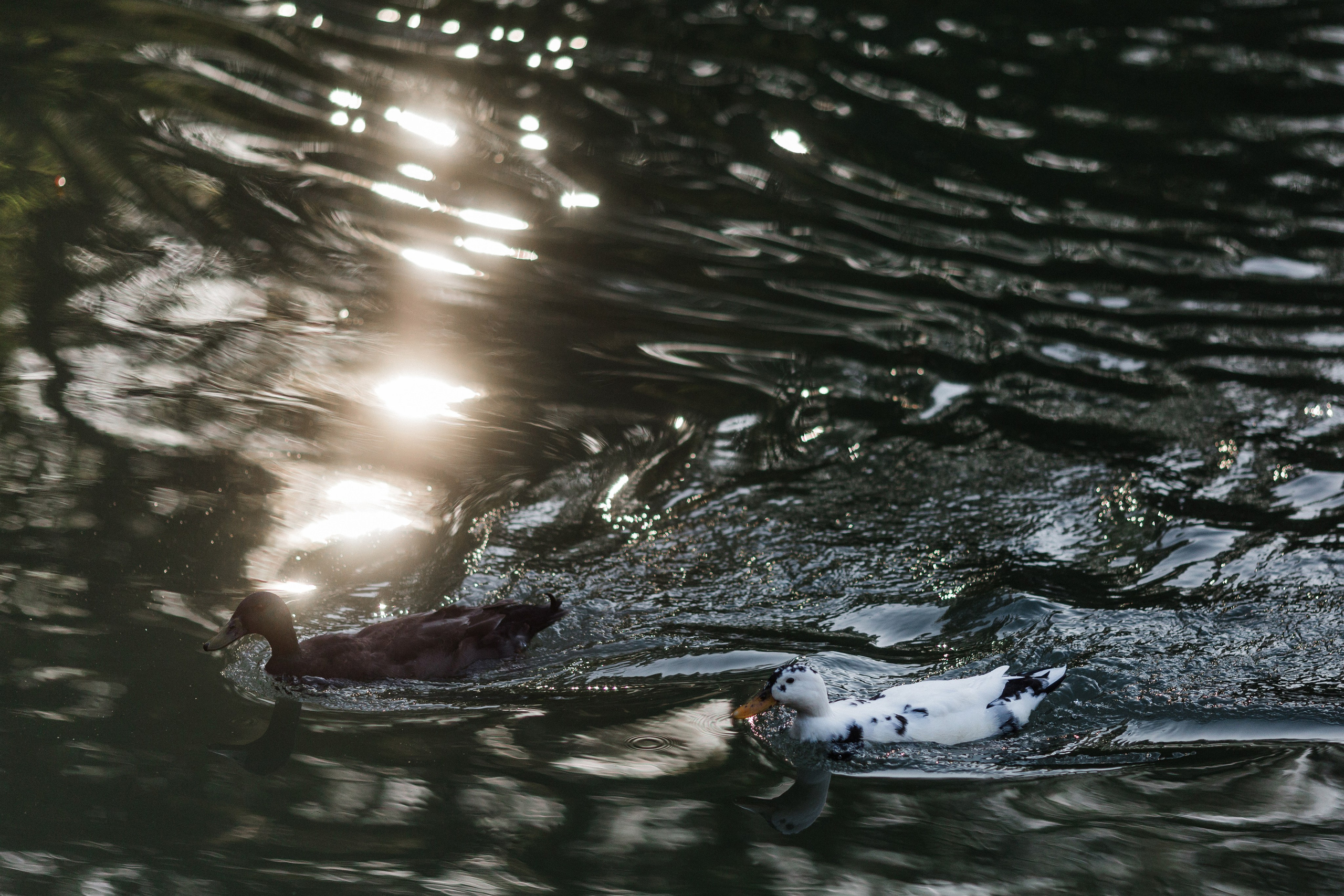 Павел и Дарья. Фотограф Айвазова Наталья Краснодар
