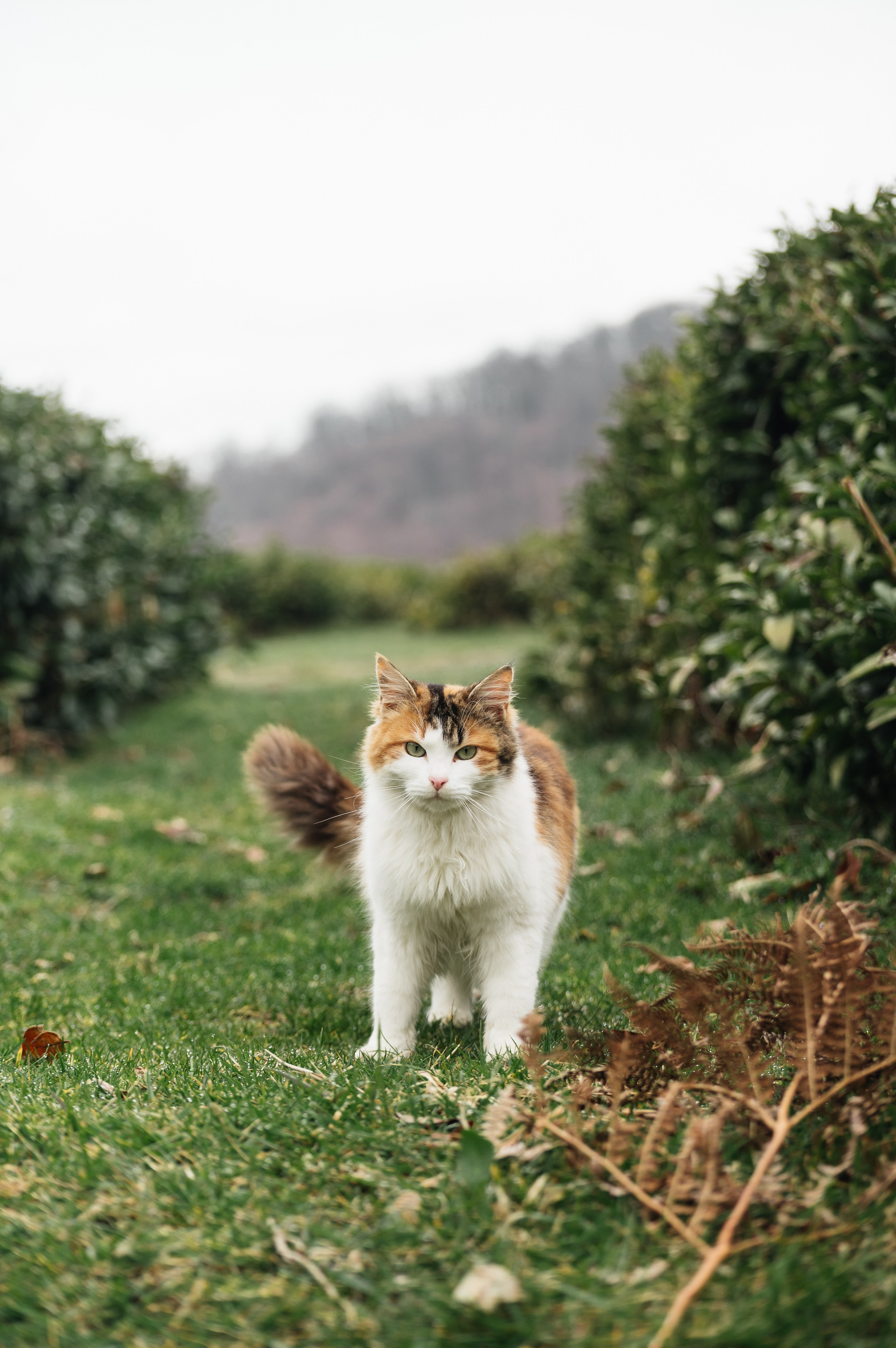 Love Story в плантациях. Свадебный и travel фотограф в Волгограде, Сочи, Домбае, Европе