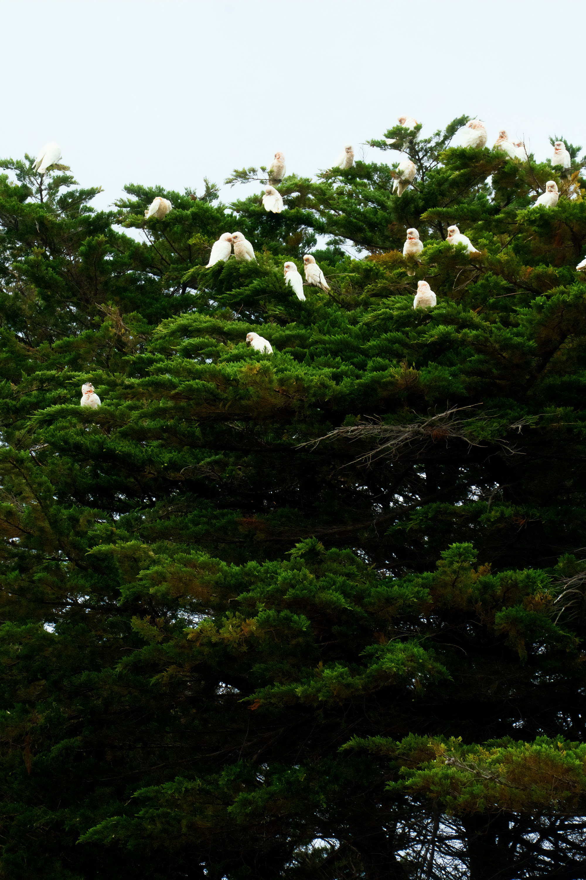 Австралия. Фотограф в Хабаровске. Фотография за 24 часа