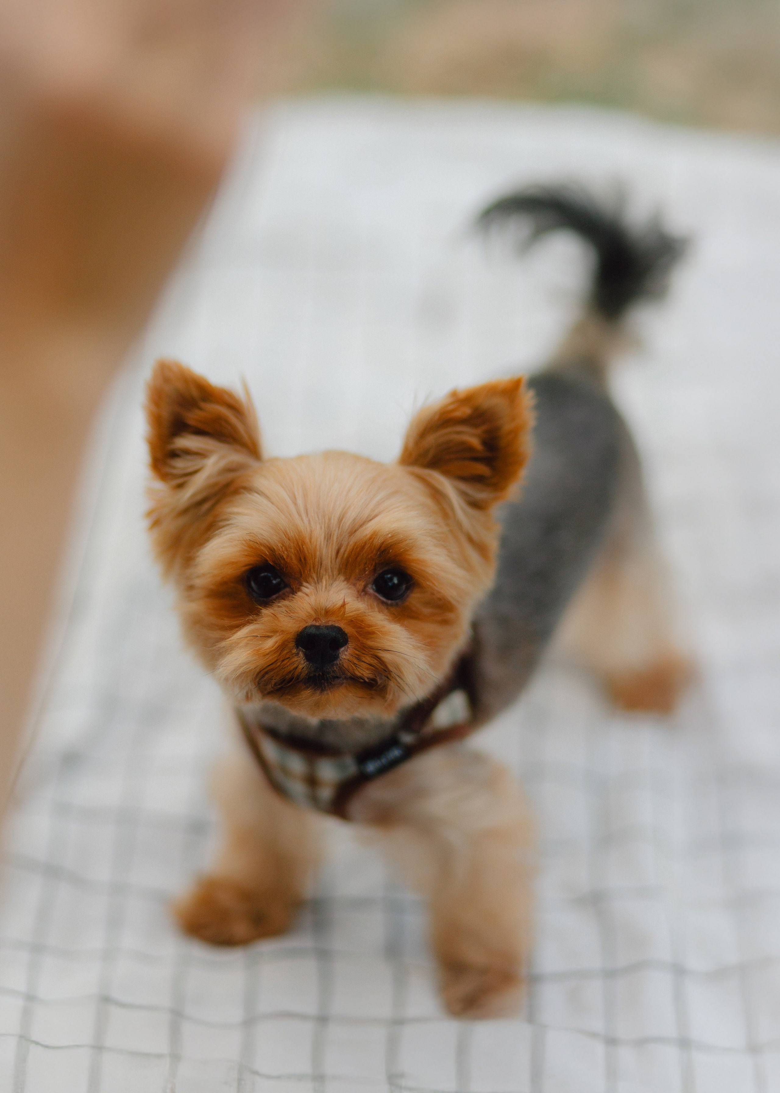 Julia & Her Playful Stitch. Barbara Isaeva