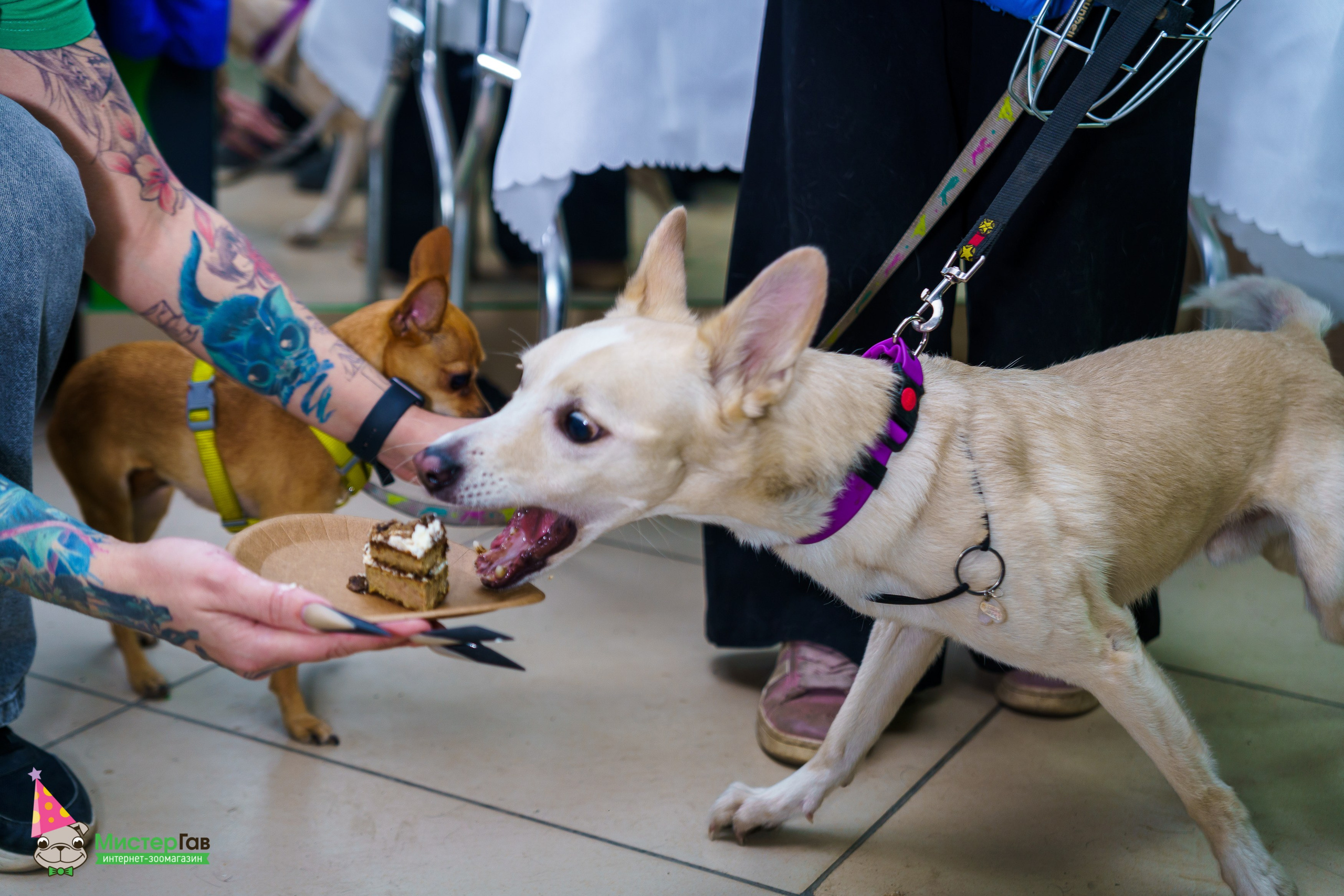 Мистер Гав -13 лет!. Фотограф Челябинск · Ольга Серебрякова