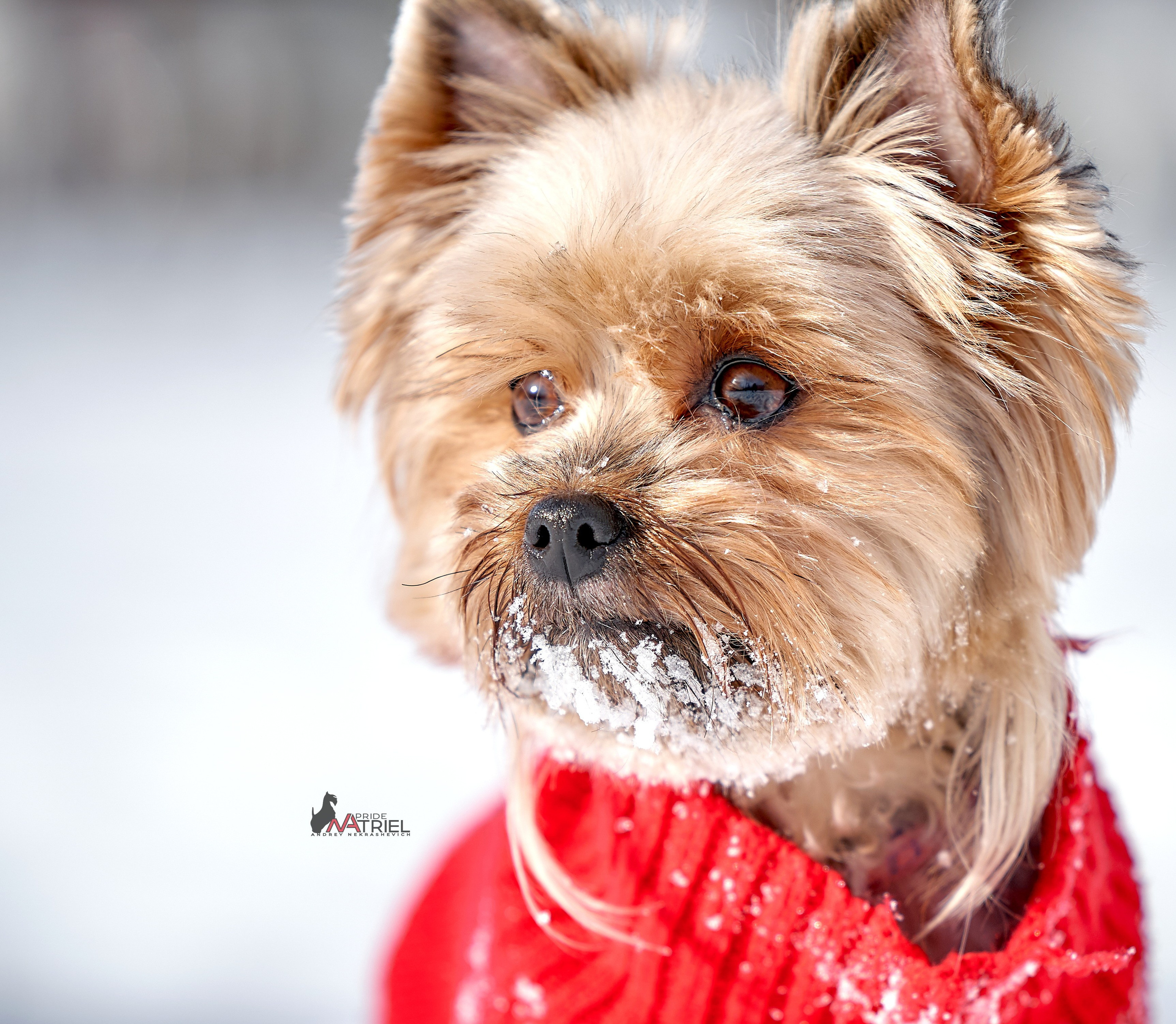 Йоркширский терьер Циля