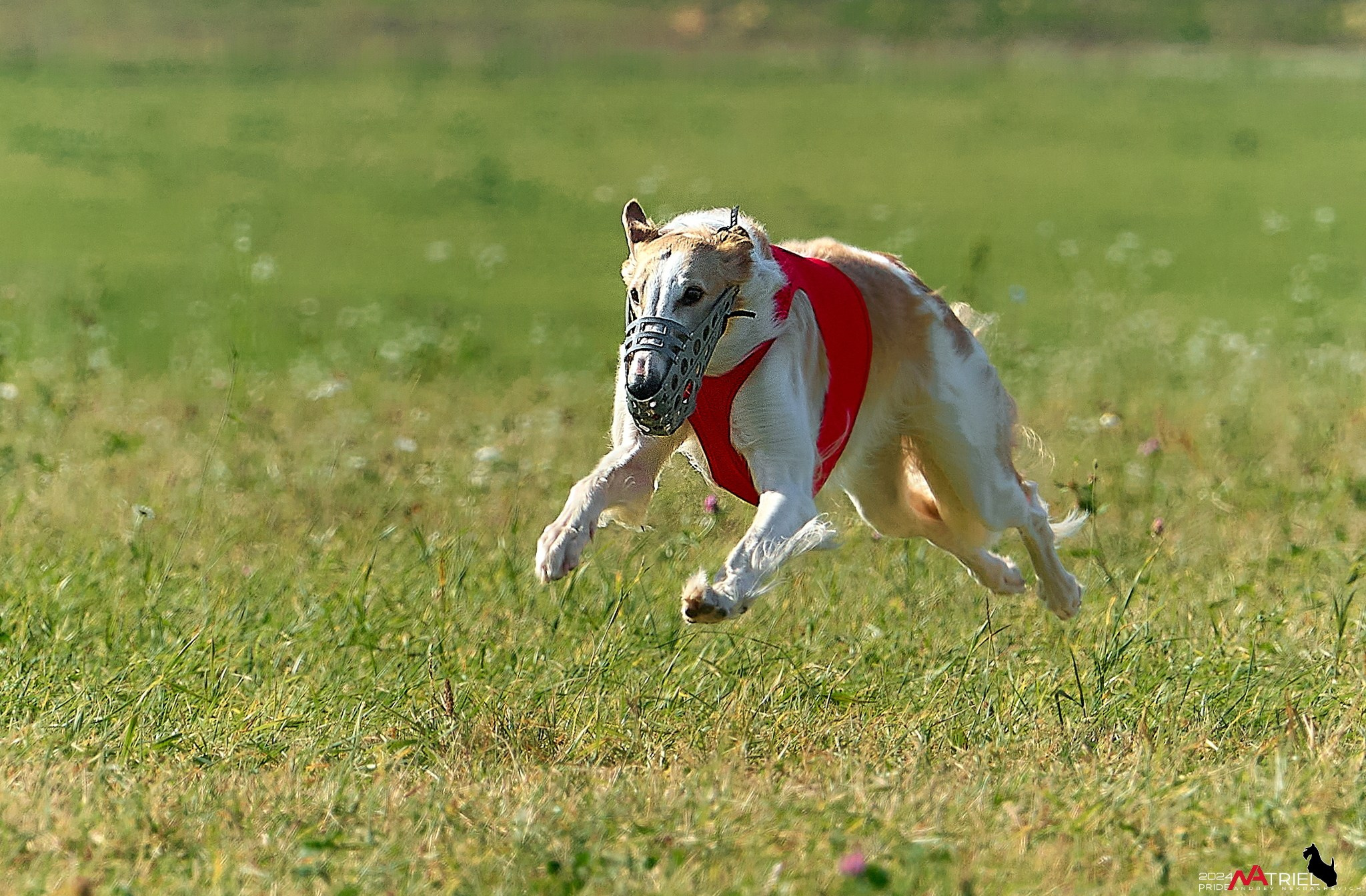 Курсинг в Иволге