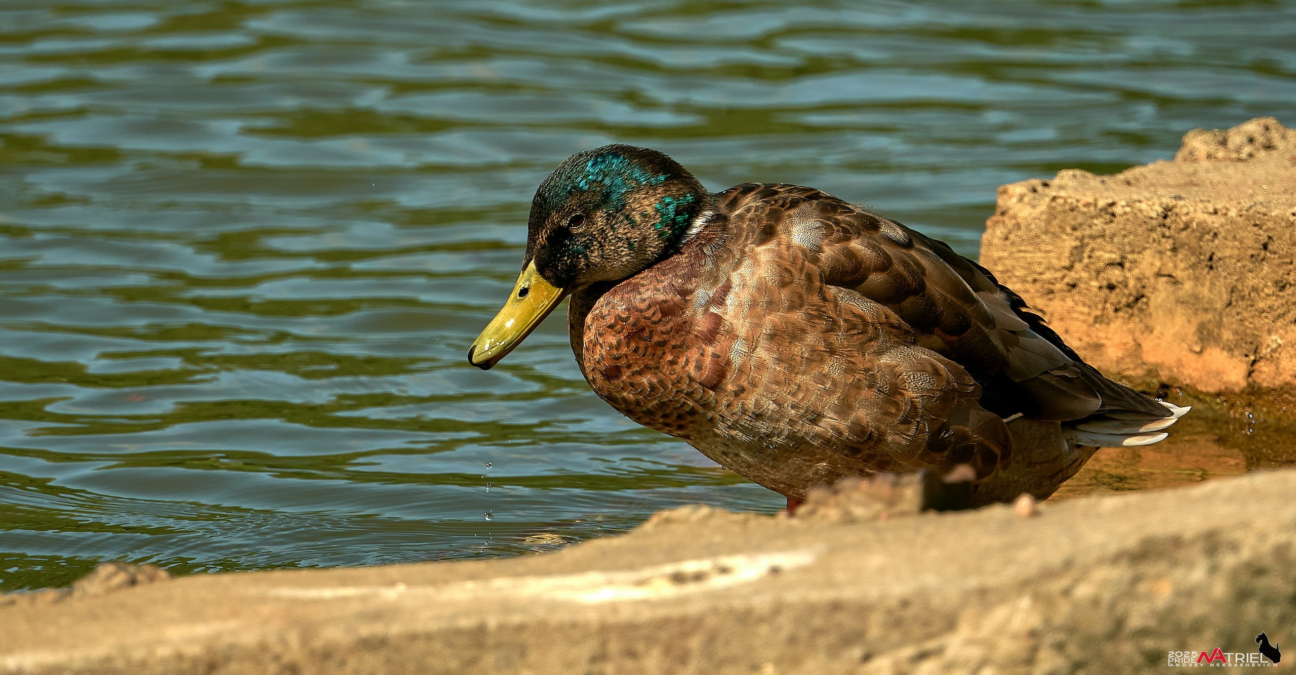 Птички и цветочки