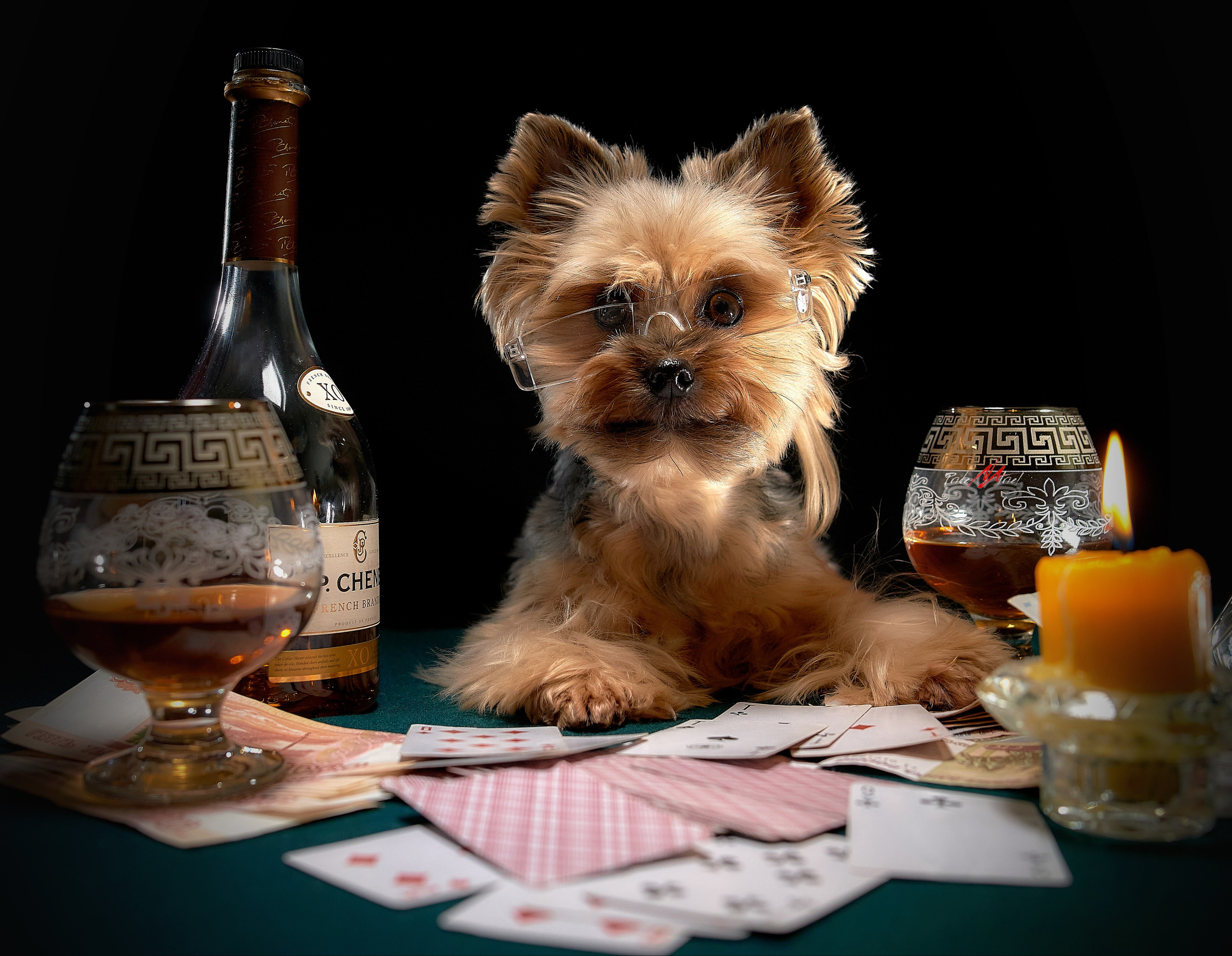 Йоркширский терьер Циля