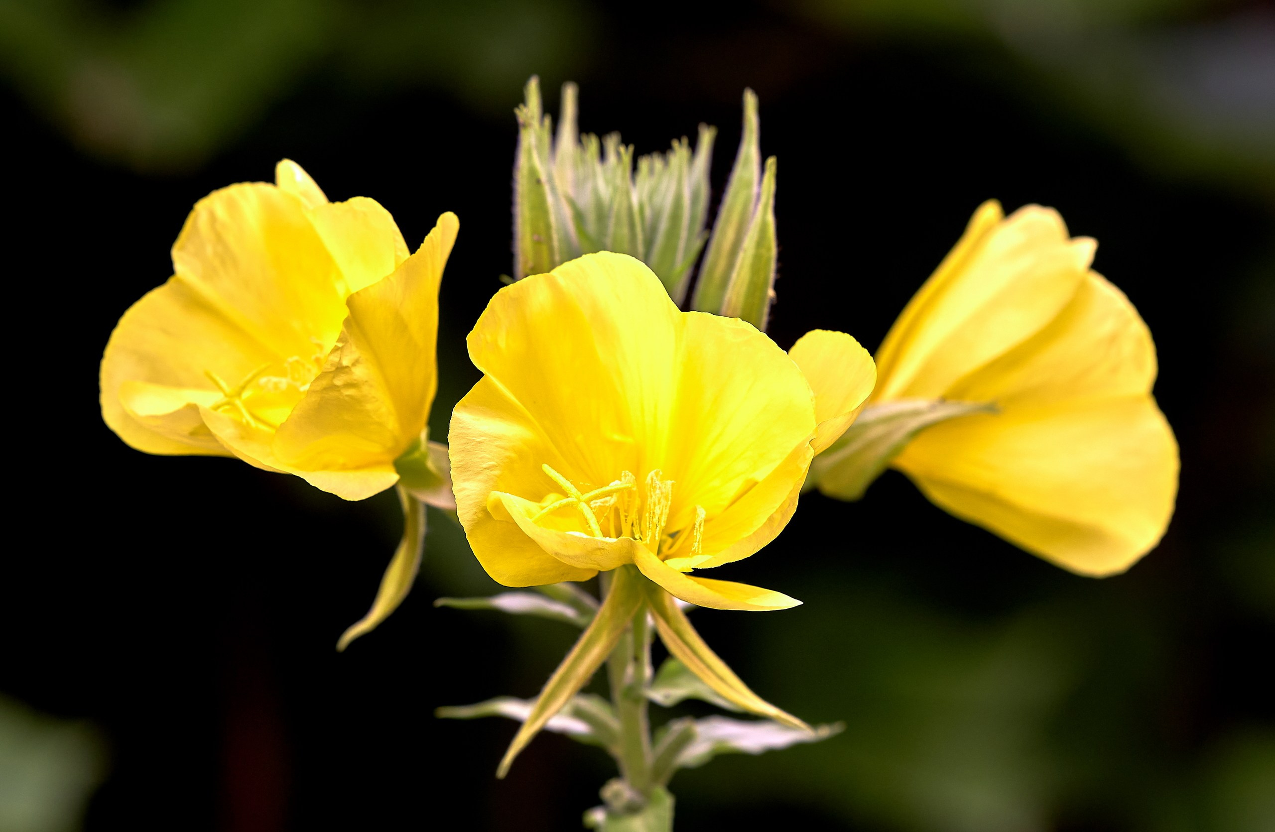 Лютики-цветочки — галерея NATRIEL