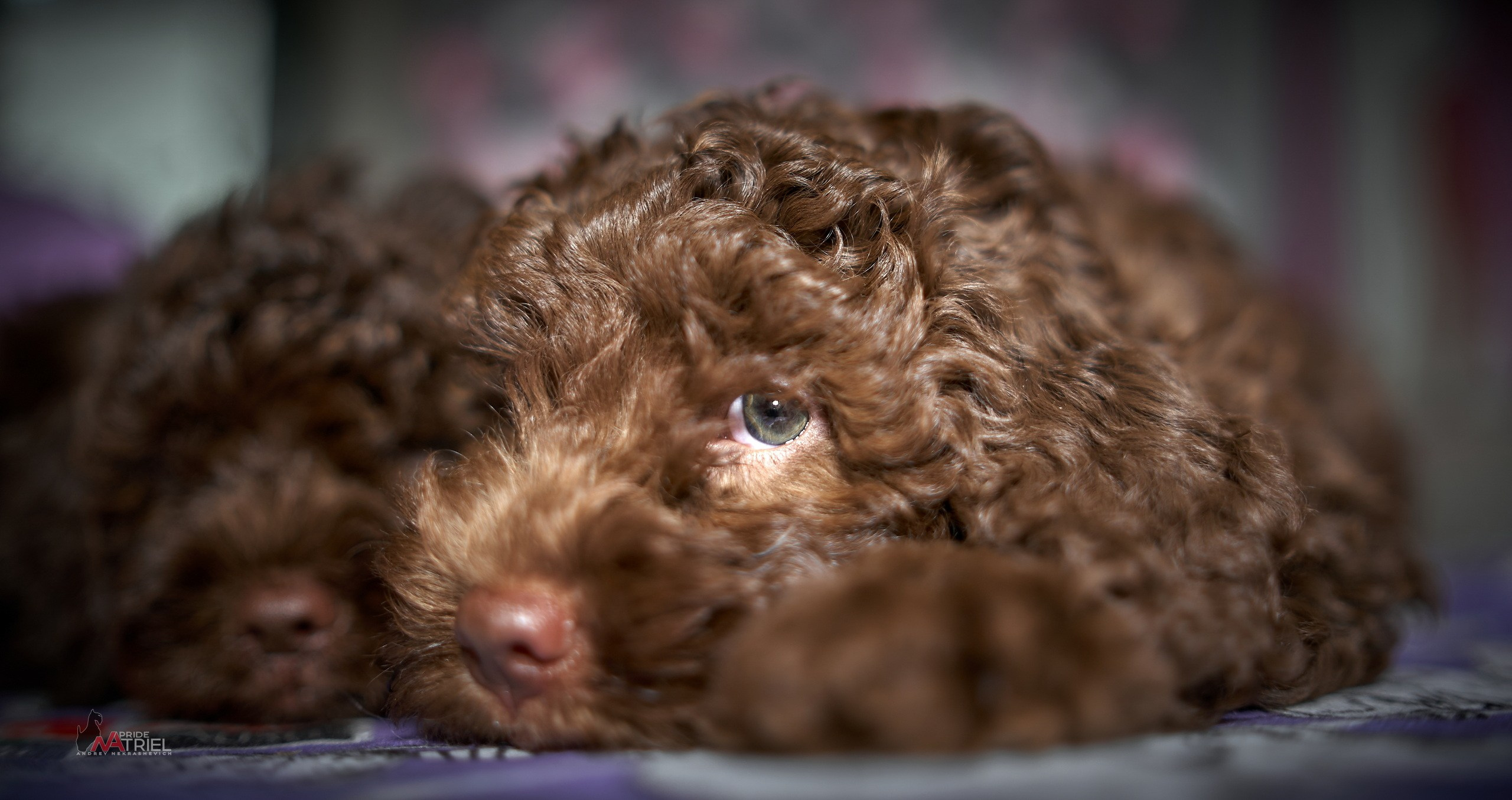 Щенки на прогулке — галерея NATRIEL