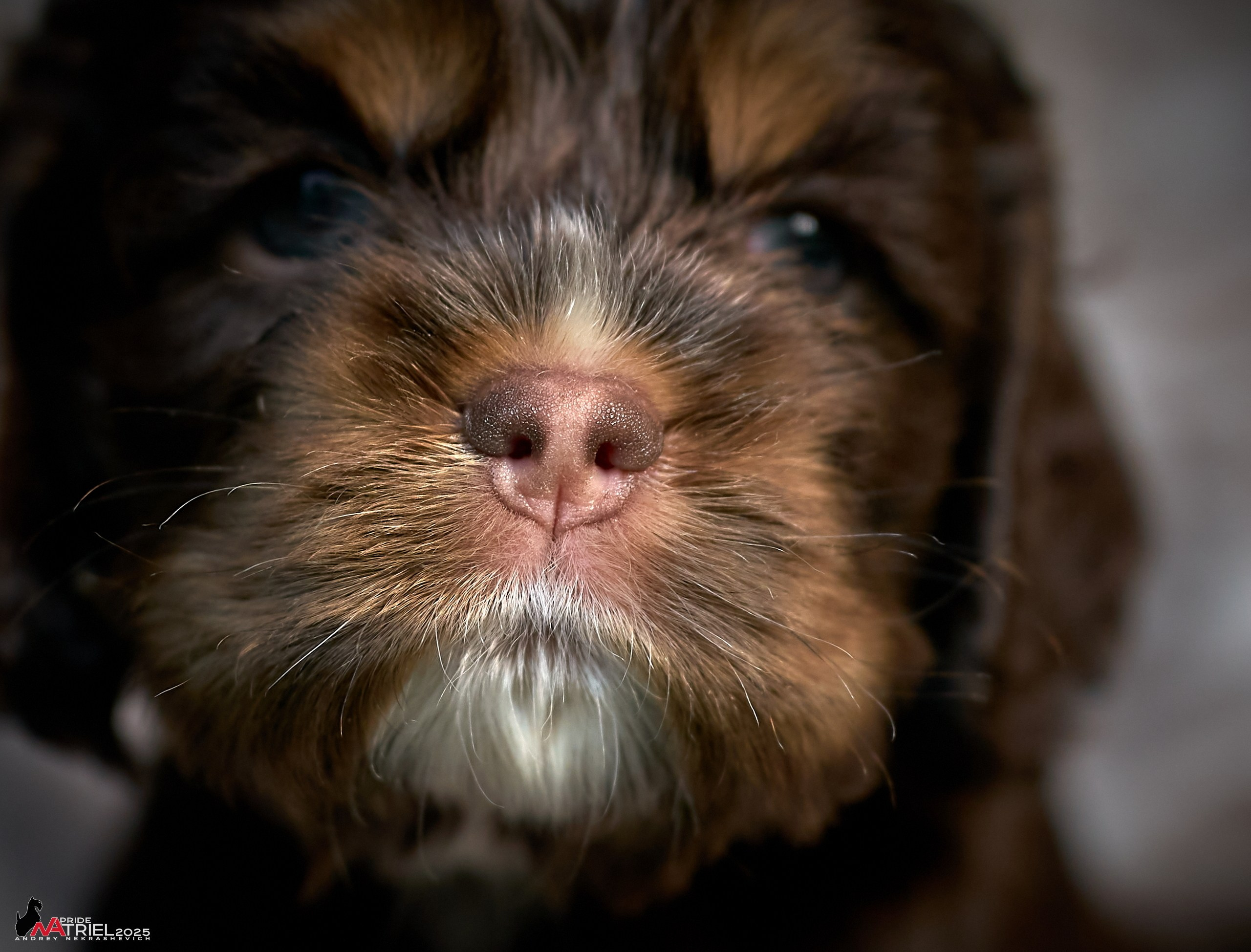 Щенки АмКокеров