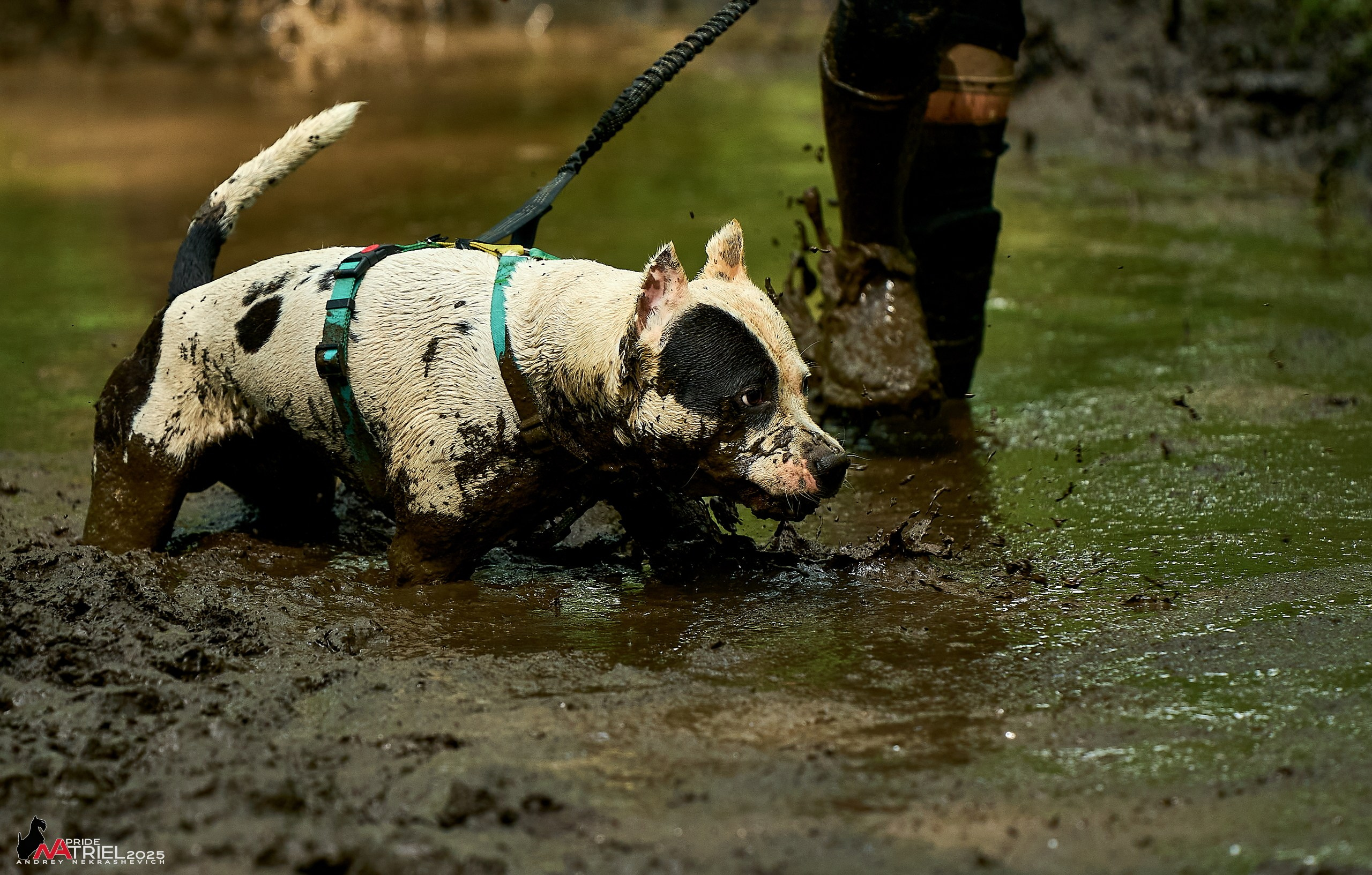 Russian Extreme Dog Trail — 2025