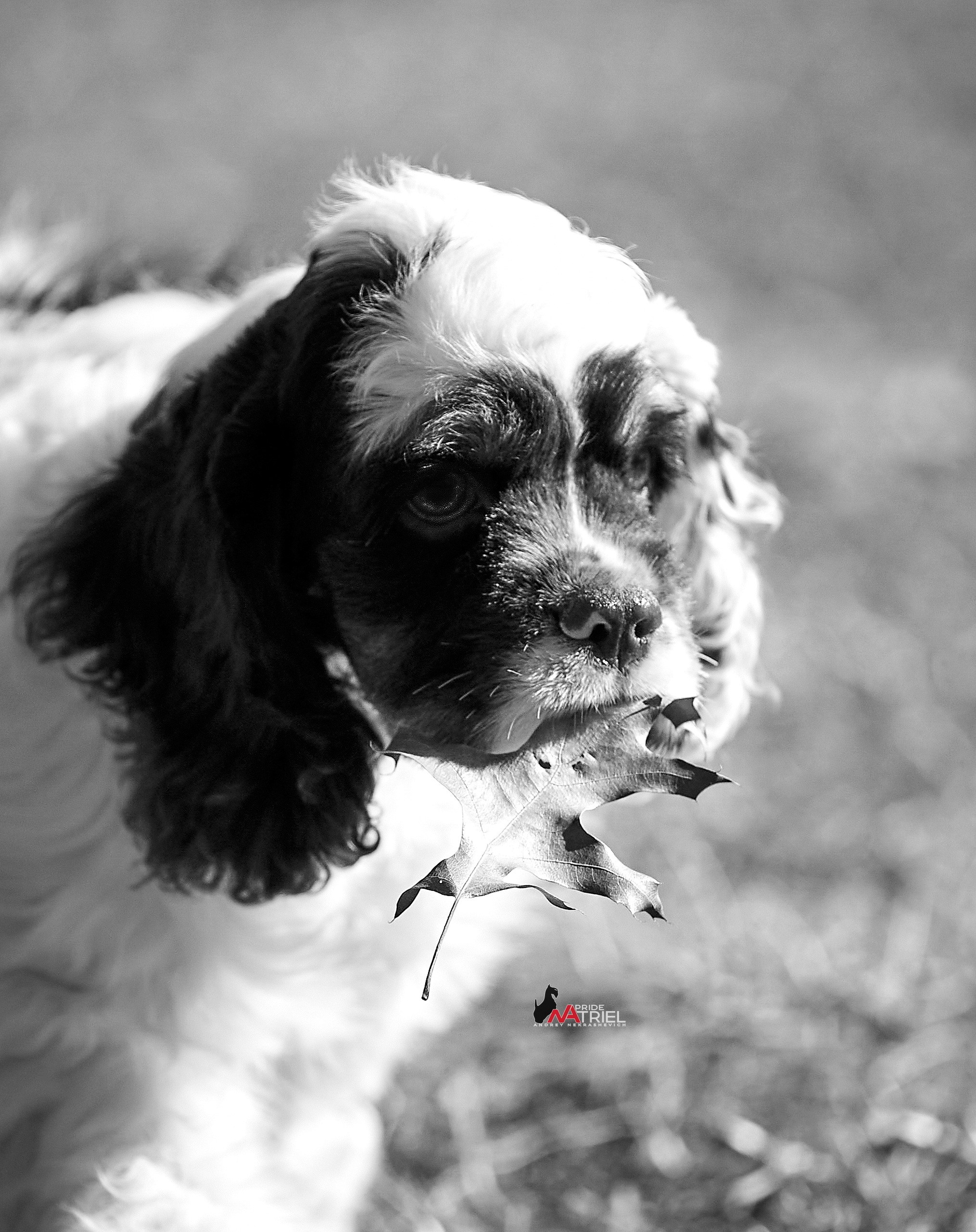 Прогулка со щенком