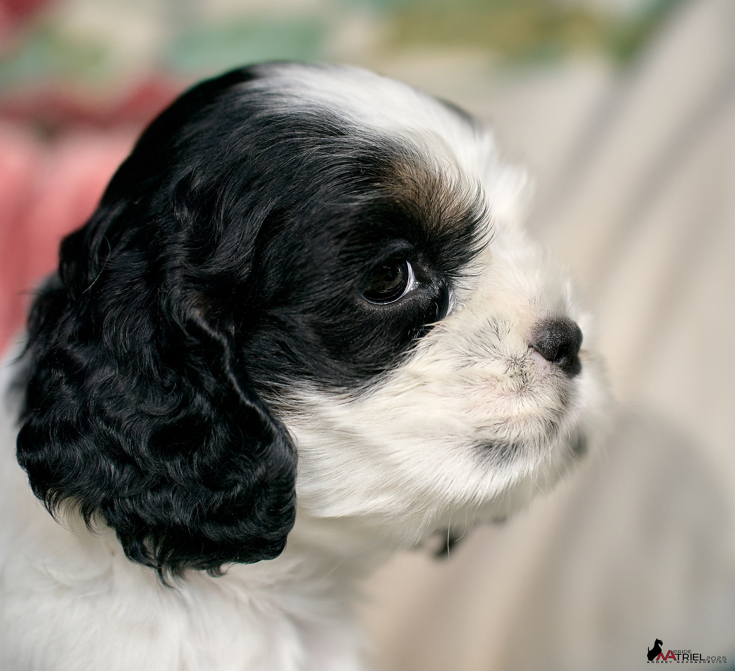 Щенки АмКокеров