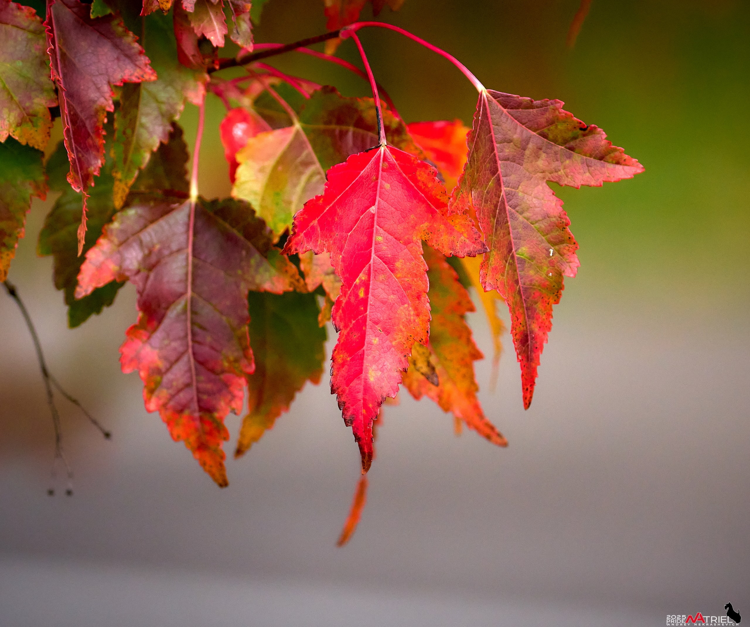 Съемка с объективом Sony 200-600 на камеру Sony A1m2