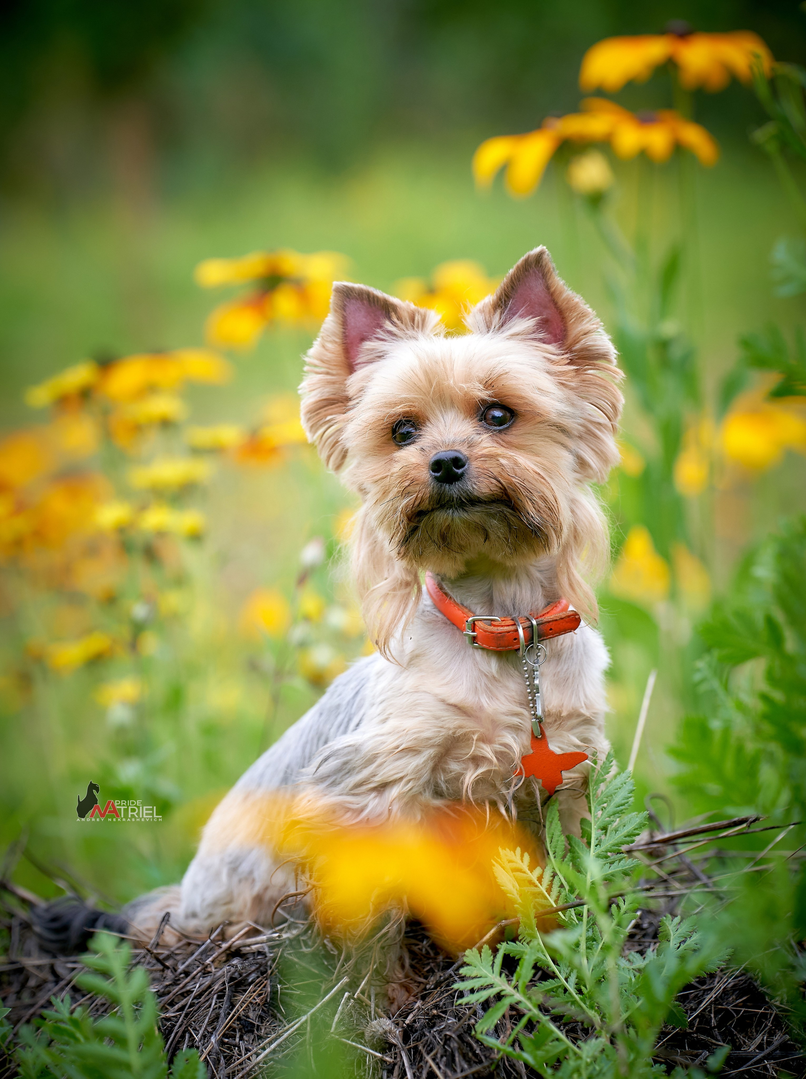 Йоркширский терьер Циля