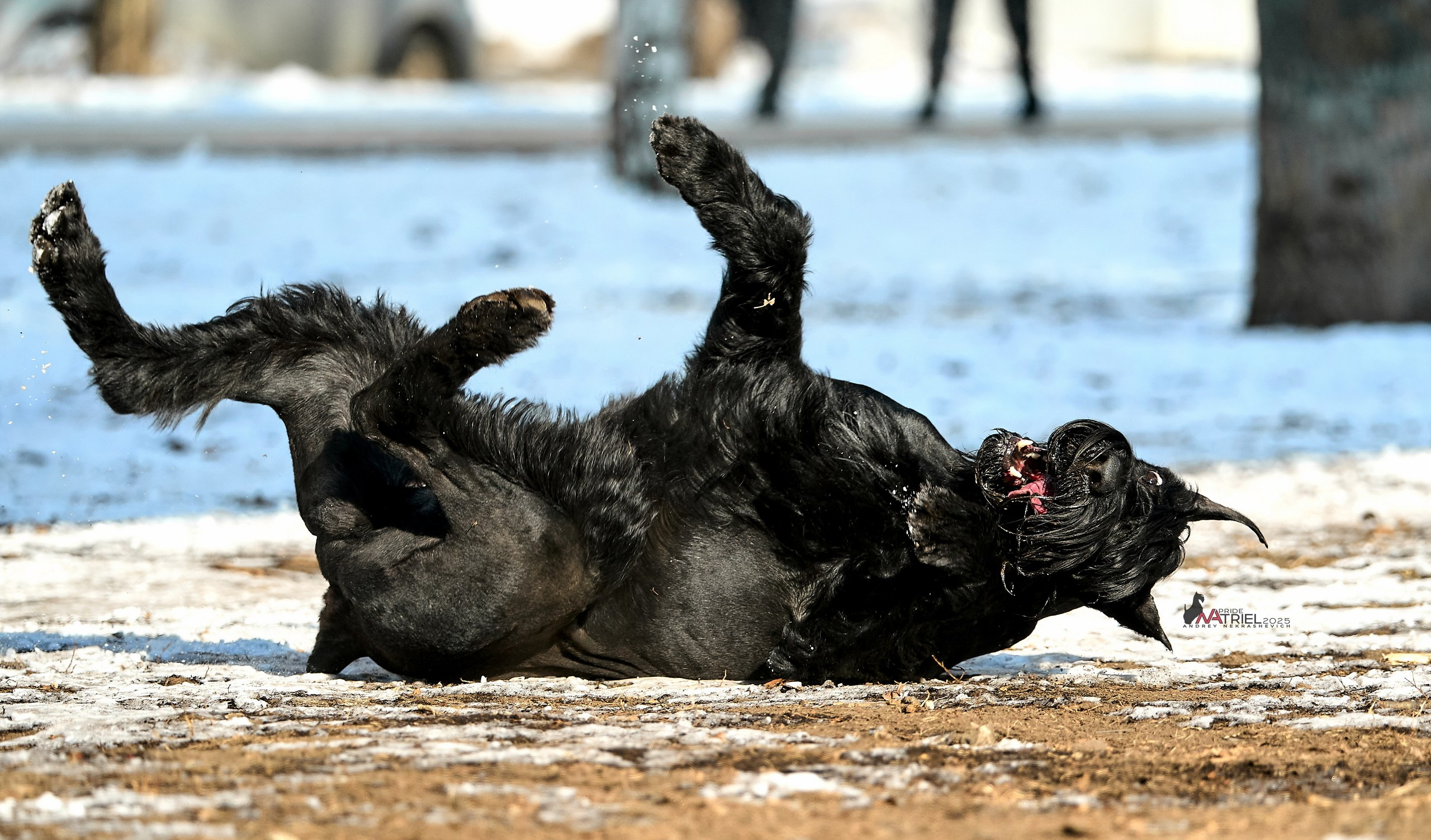 Фотопрогулка с ризеншнауцером