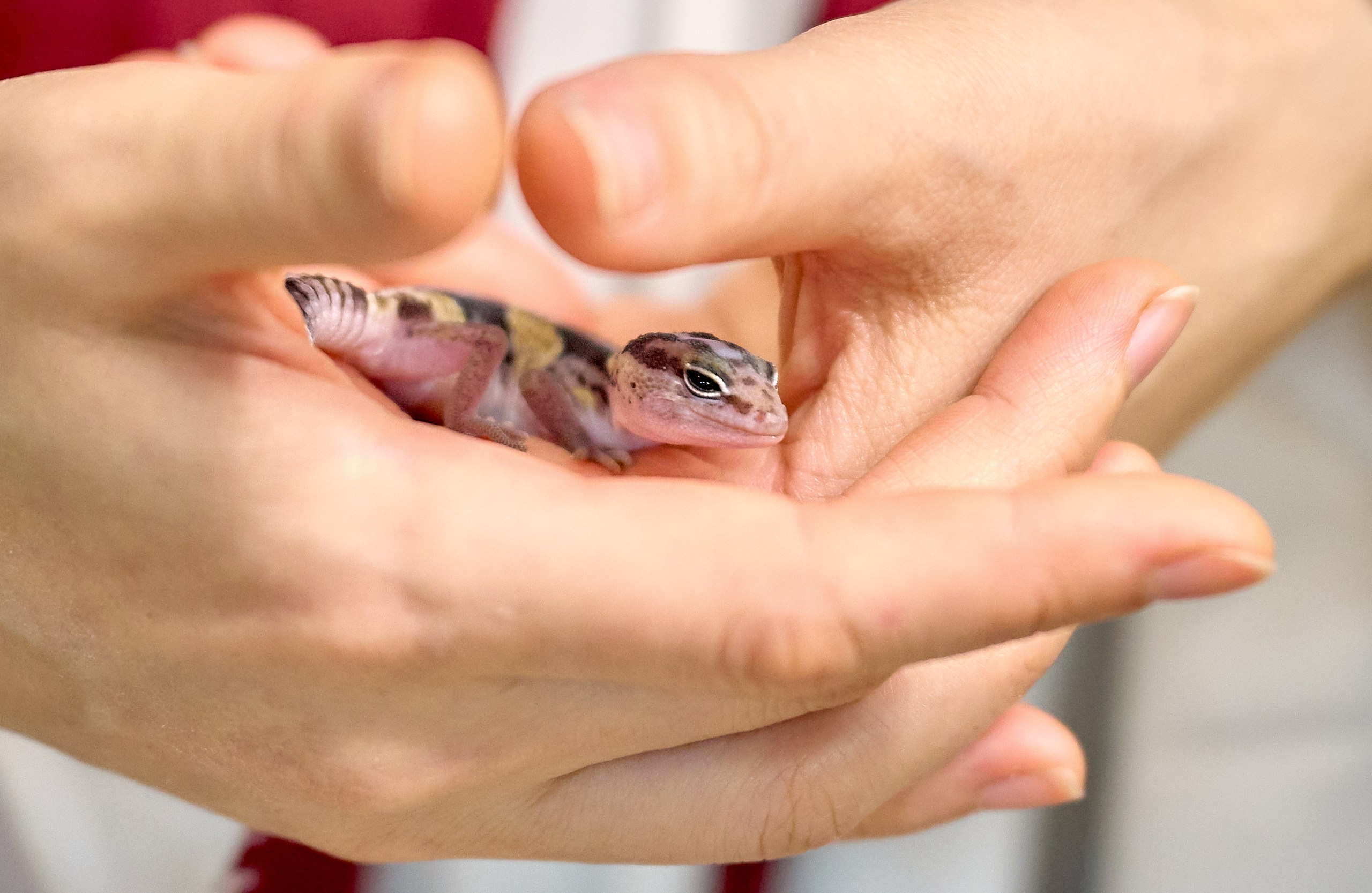 Рептилии — галерея NATRIEL