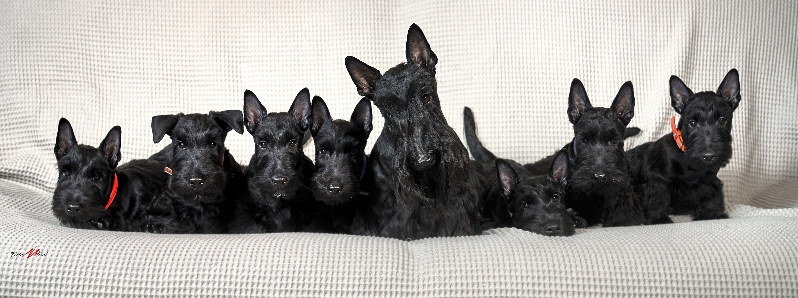 Щенки дома — галерея NATRIEL