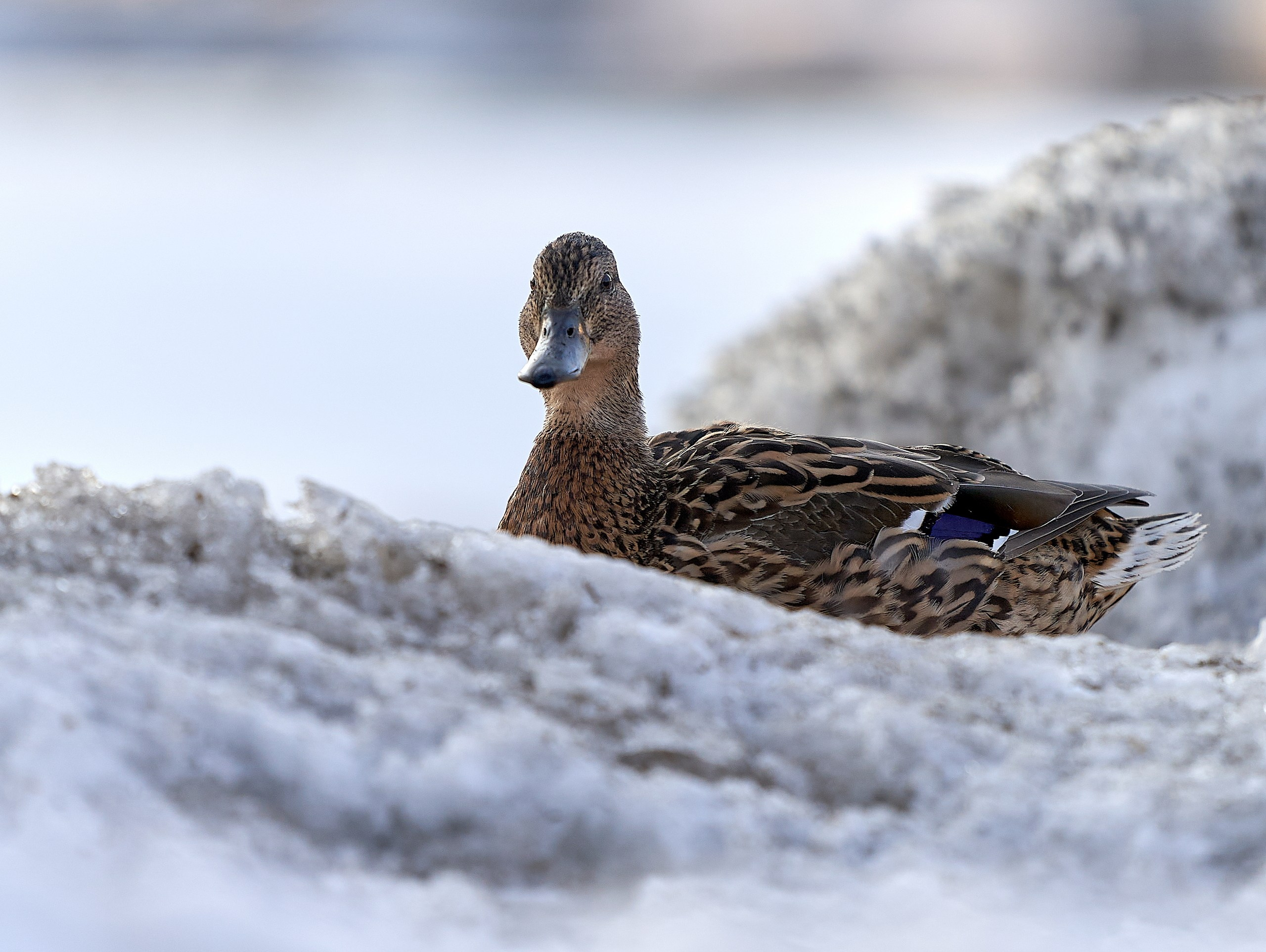 Фото птиц — галерея NATRIEL