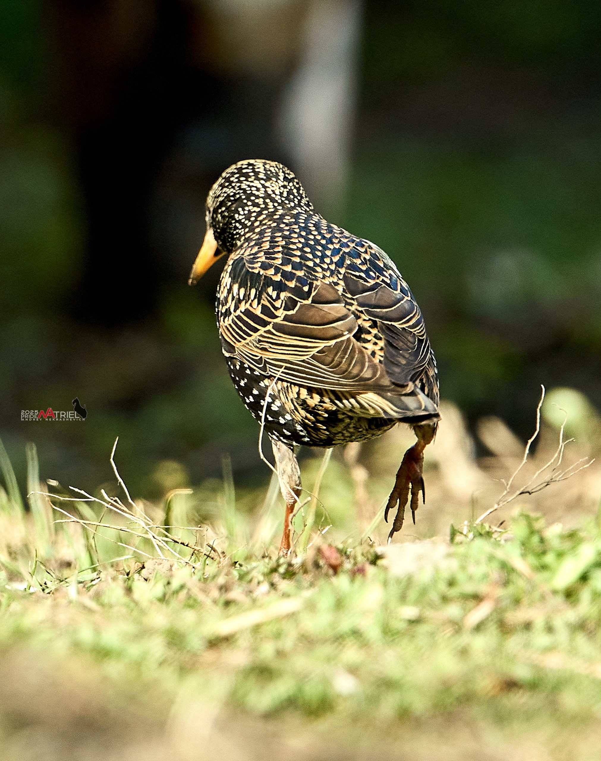 Природа в апреле