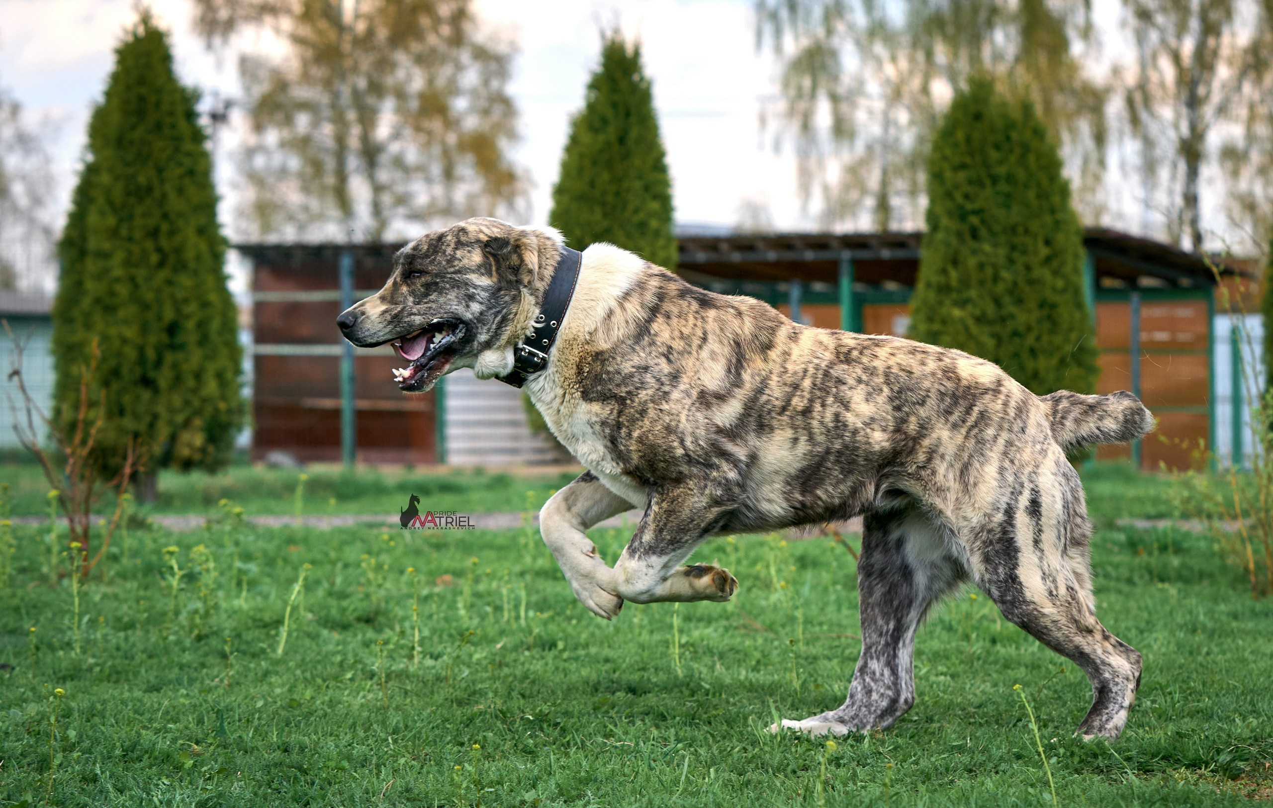 Среднеазиаты — щенки и взрослые