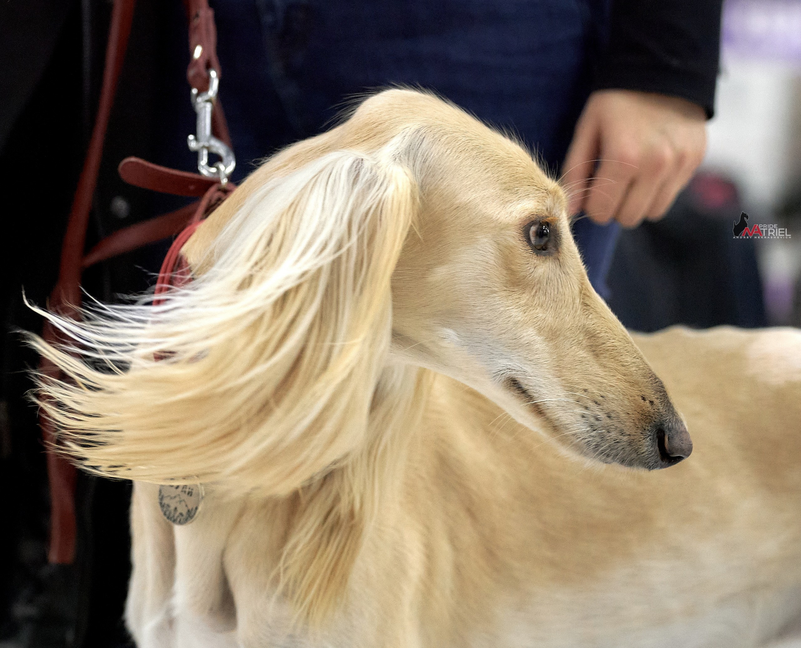 Портреты собак — галерея NATRIEL