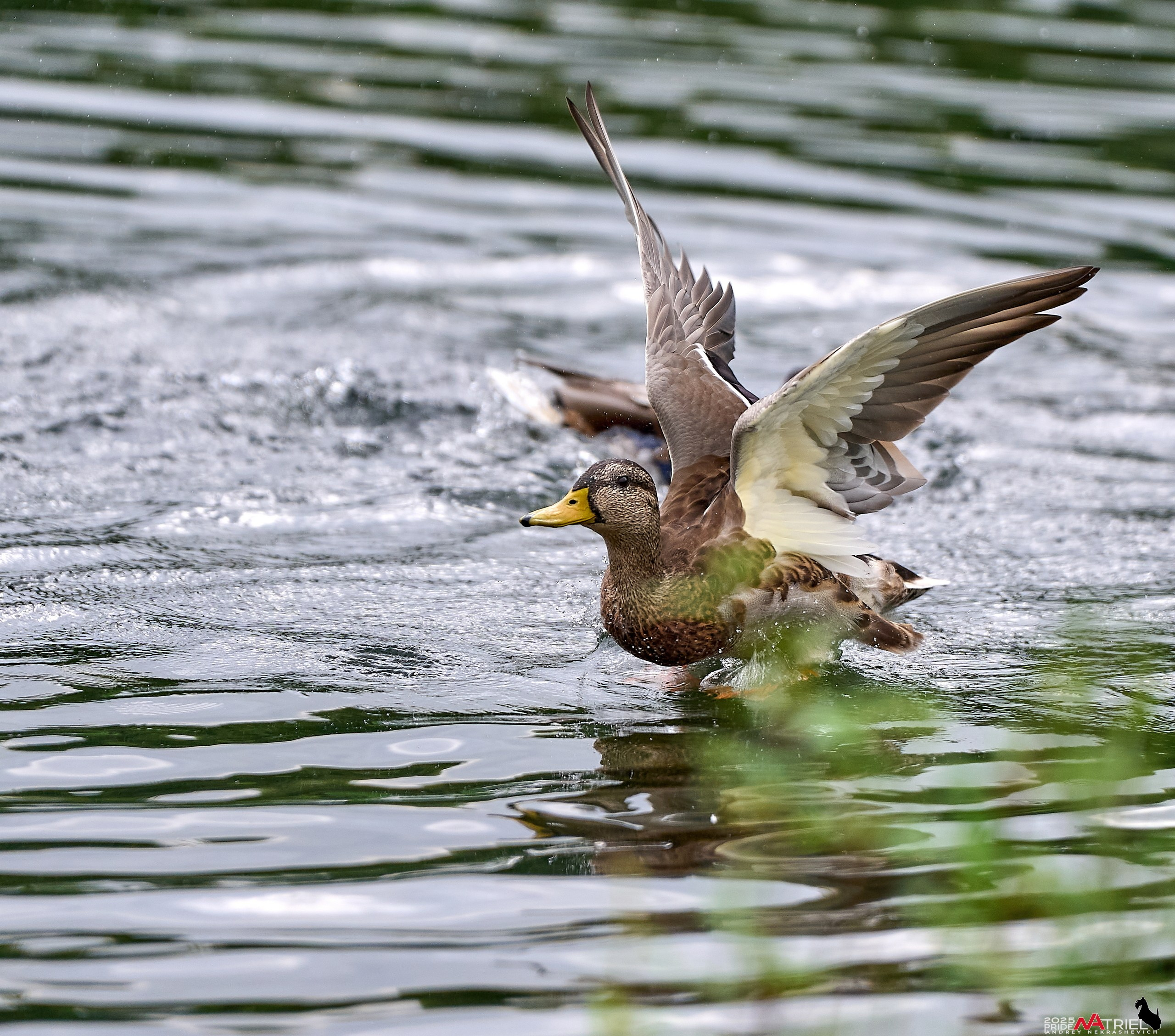 Утки на пруду