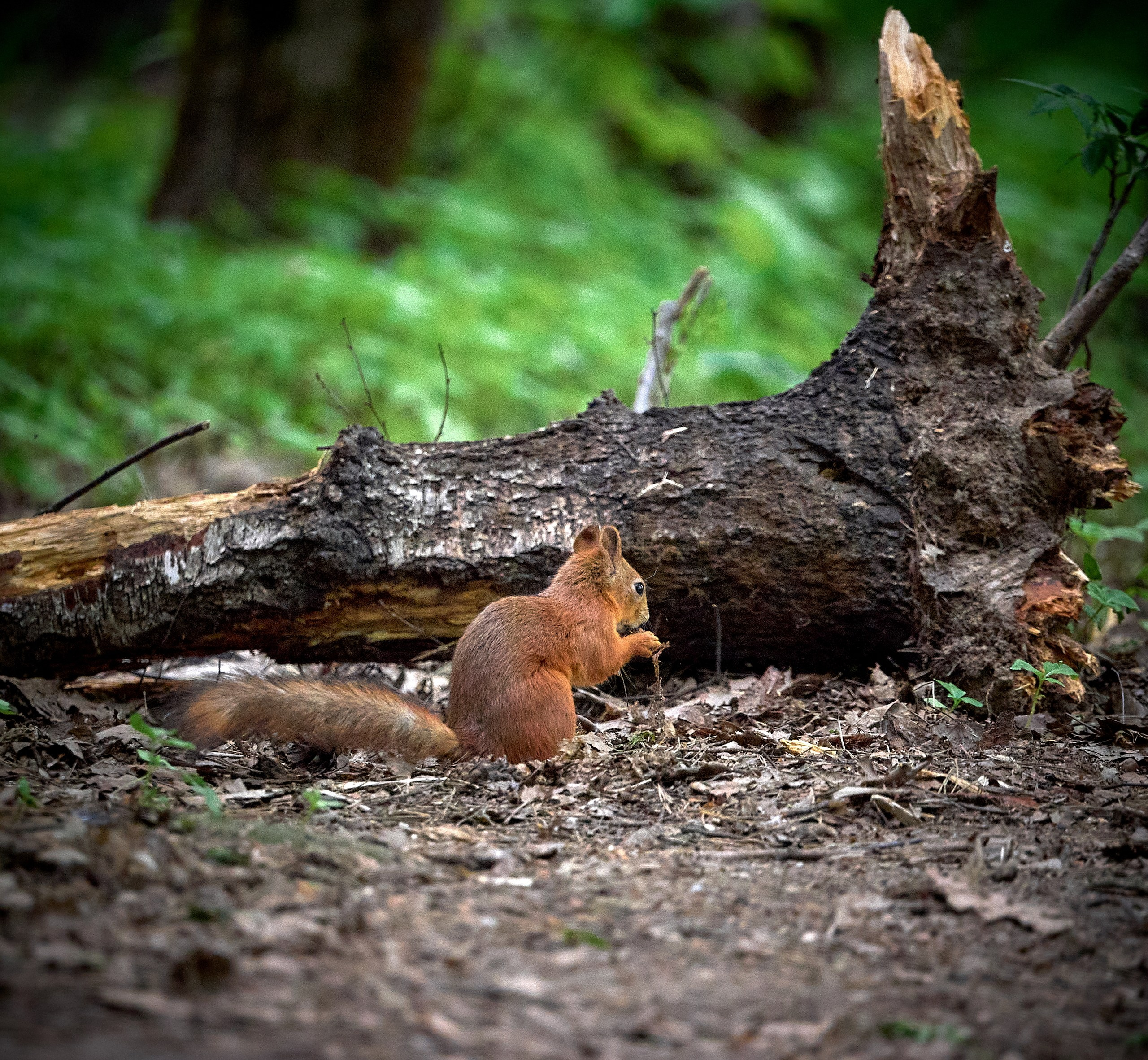 Животные — галерея NATRIEL
