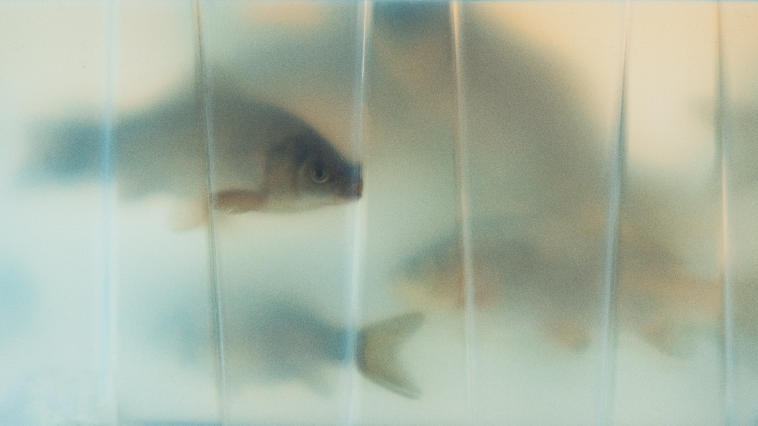 Уличная съемка. Фотограф и оператор Илья Гунбин