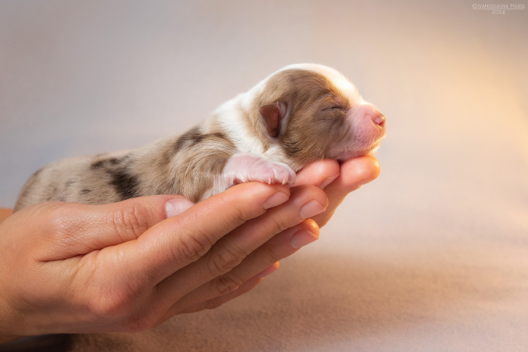 Ньюборн фотосессия щенков. Фотограф собак в Москве и Московской области Иванушкина Мария