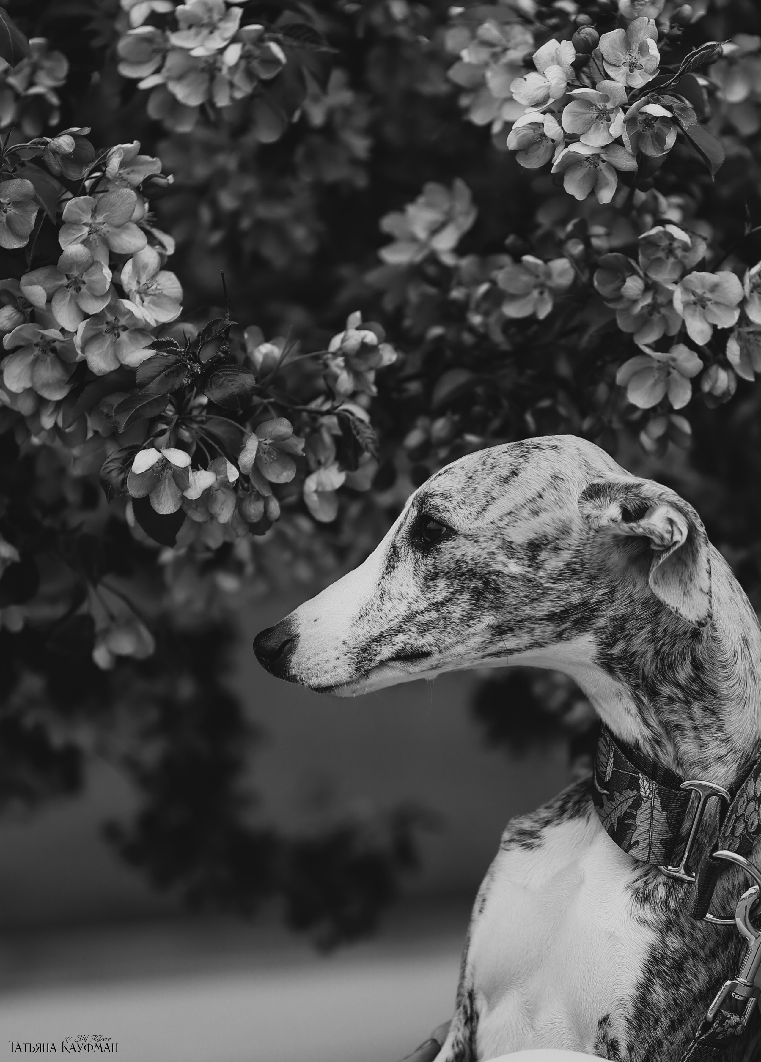 Уиппет, фотография уиппет, собака в цветах, красивая собака, фотограф анималист, фотокурс Анималистика, научиться фотографировать собак, фотограф Новосибирск