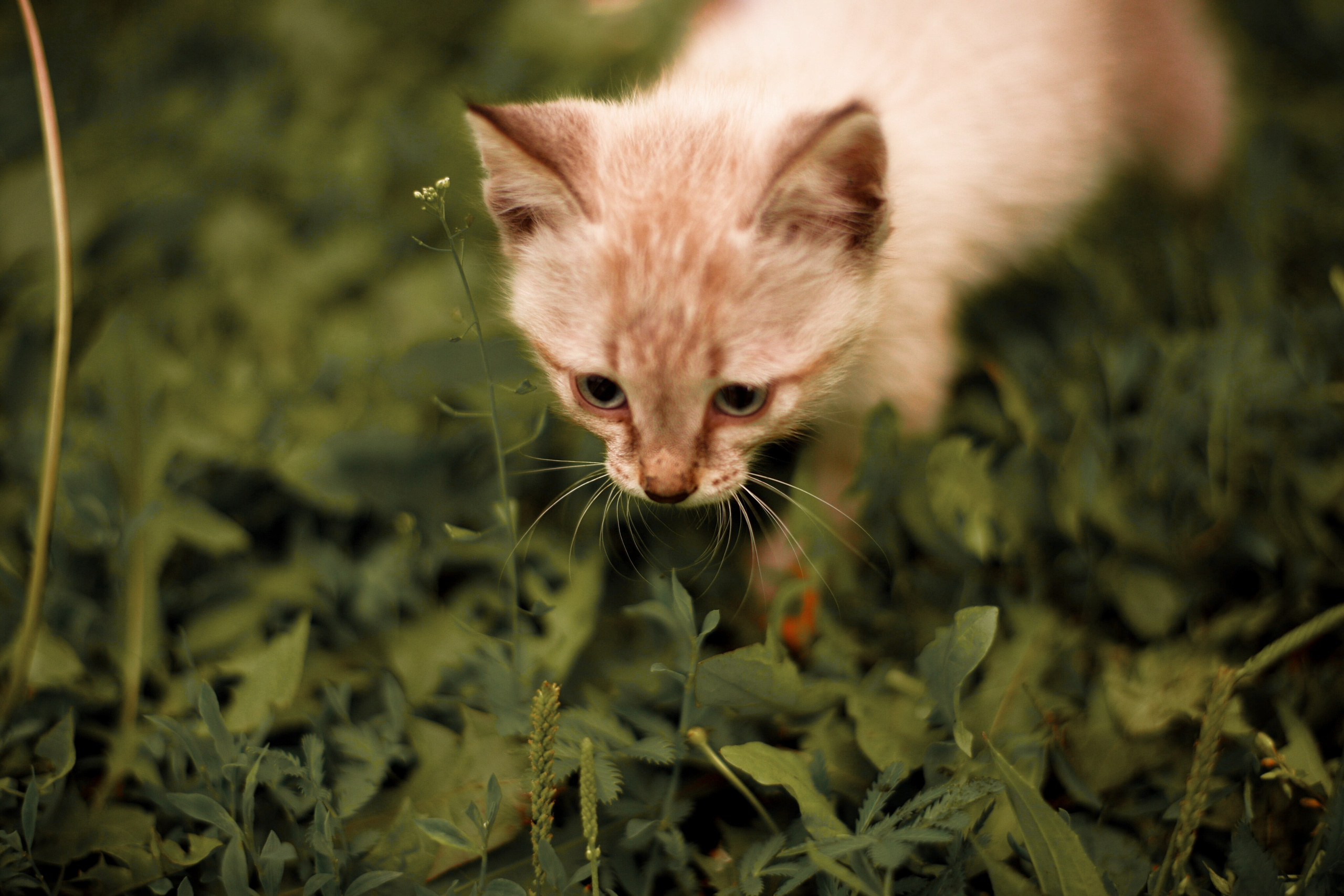 Дачные зарисовки. Приподаева Алёна семейный и детский фотограф в Красноярске