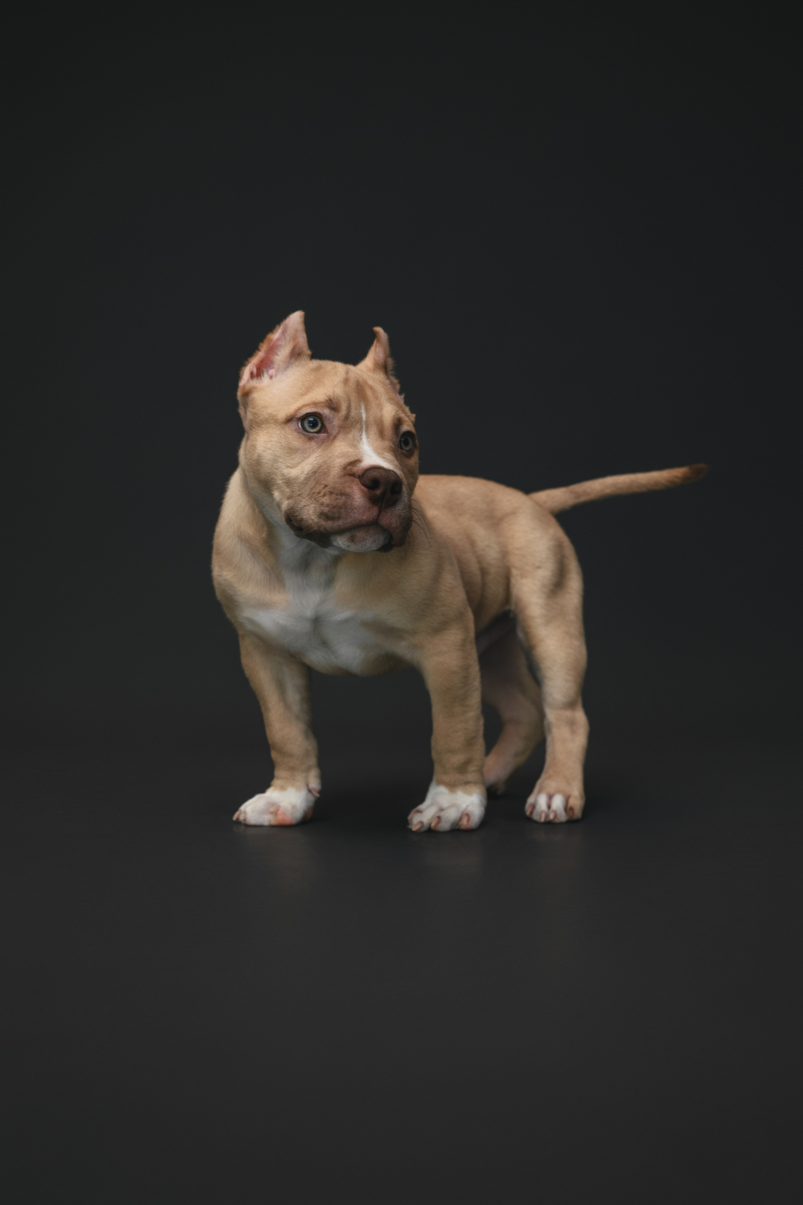 Булли. Фотограф Анималист в Москве Анастасия Жучкова