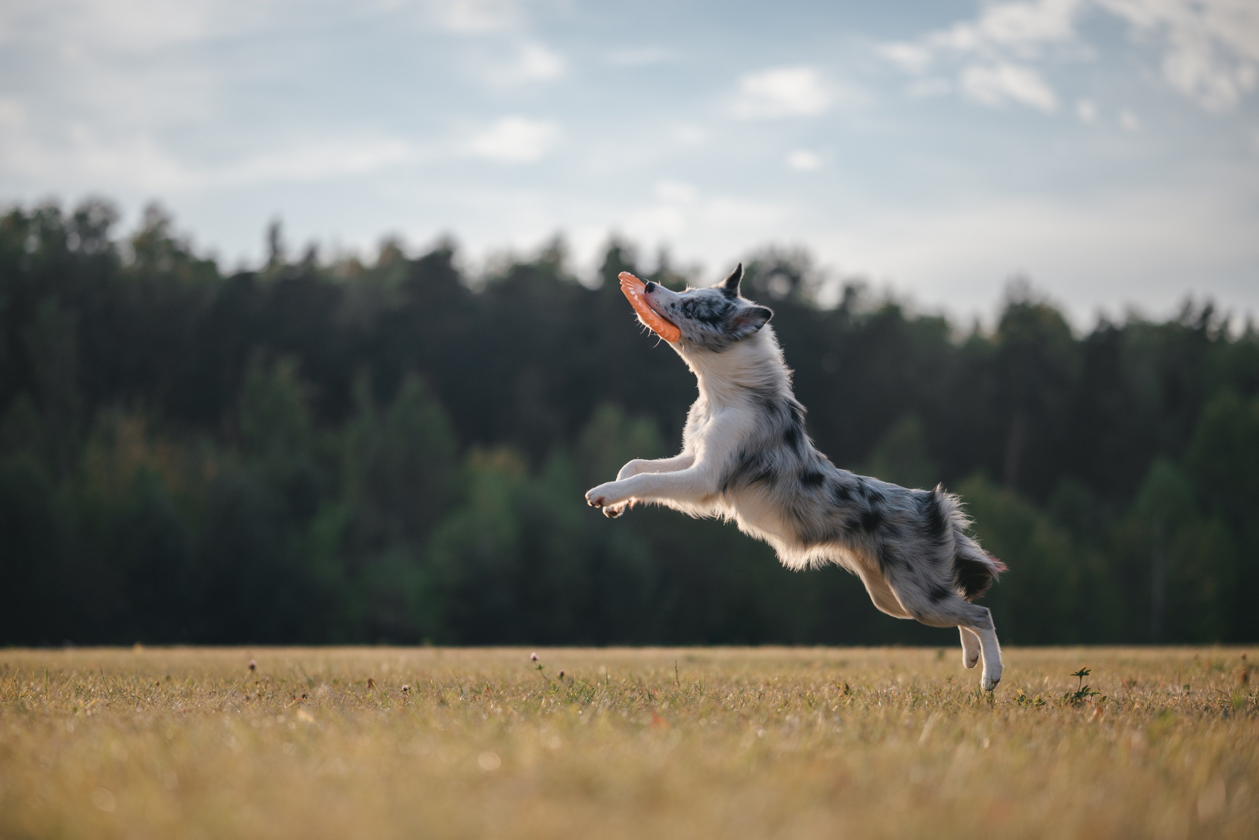 Бордерколли и фрисби. Фотограф Анималист в Москве Анастасия Жучкова