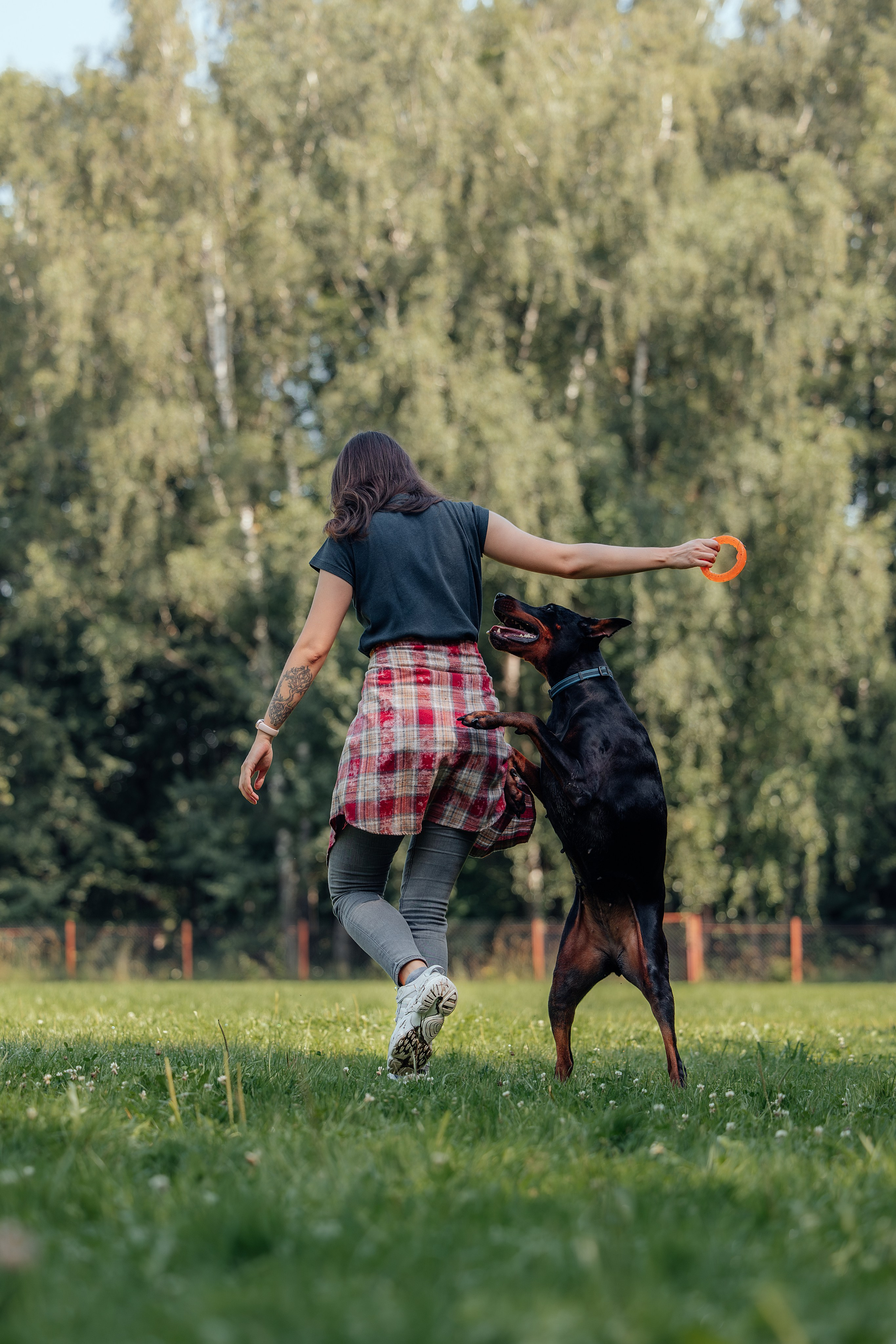 Доберман Айза. Фотограф Анималист в Москве Анастасия Жучкова