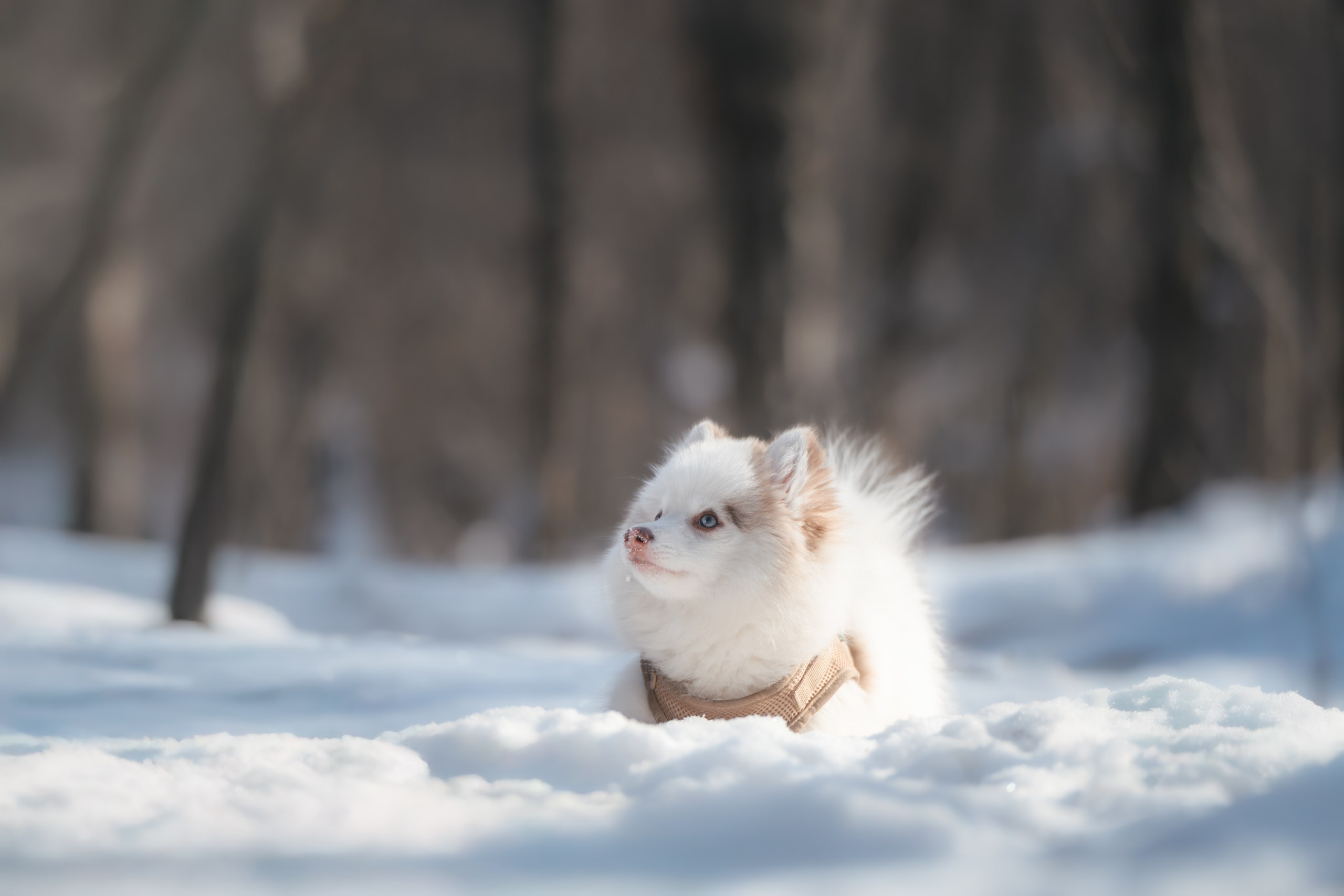 Виктория и 4 помски. Фотограф Анималист в Москве Анастасия Жучкова