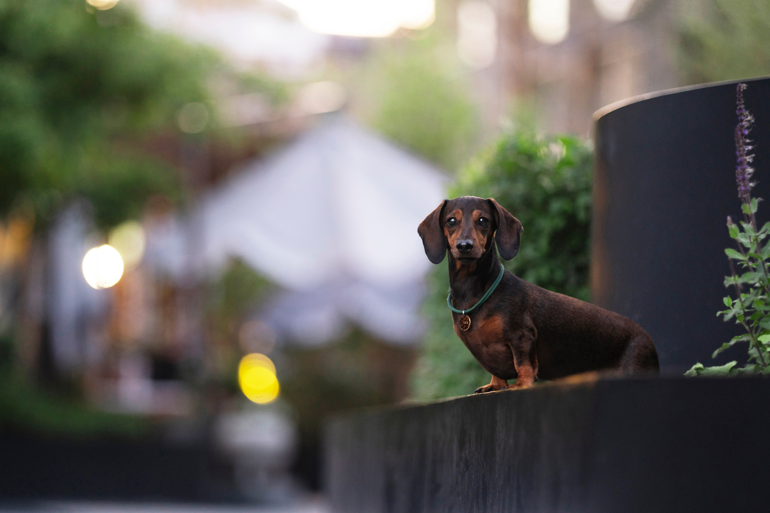 Алексей, Гага и рассвет. Kameramotor74