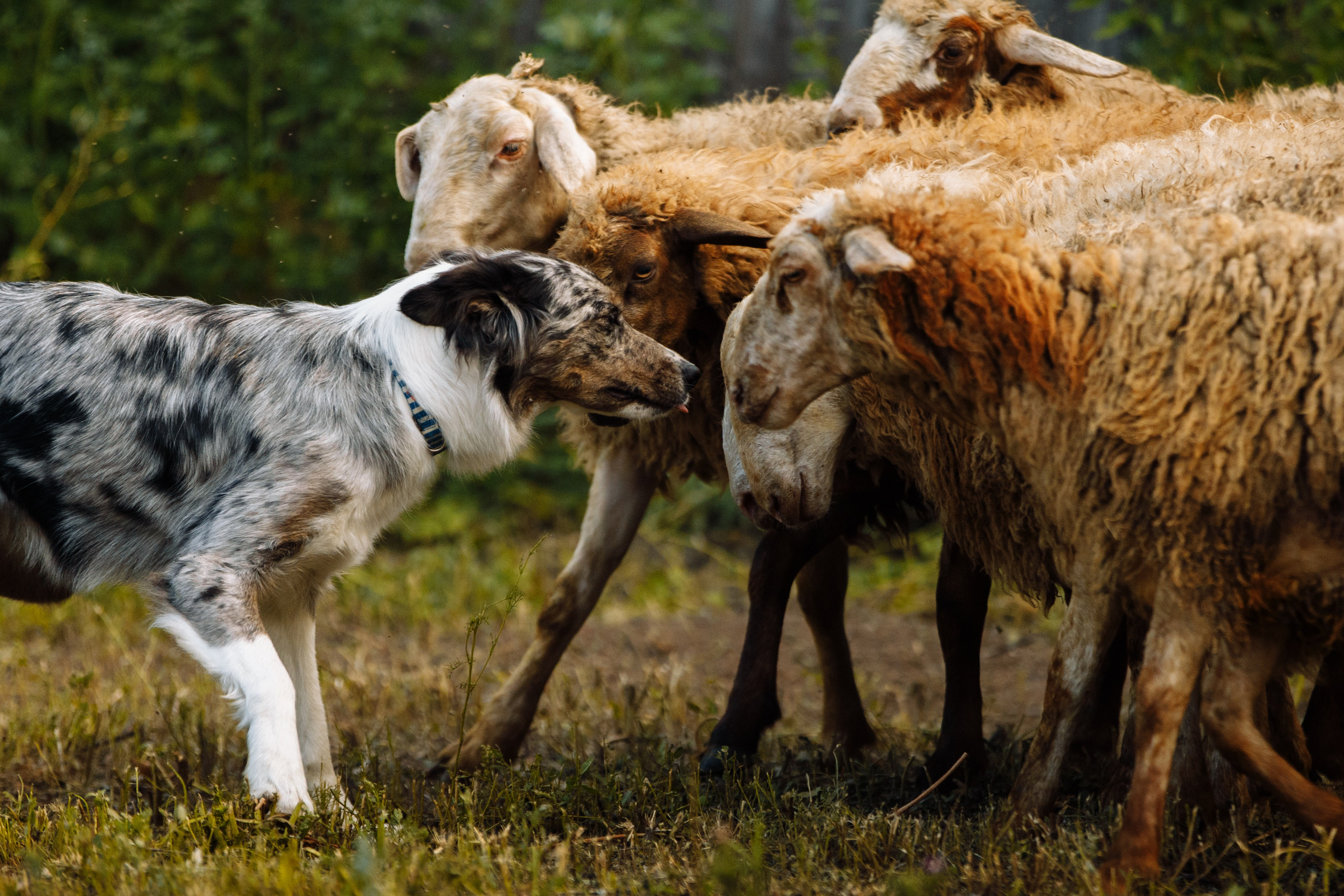 Овечий день. О нас