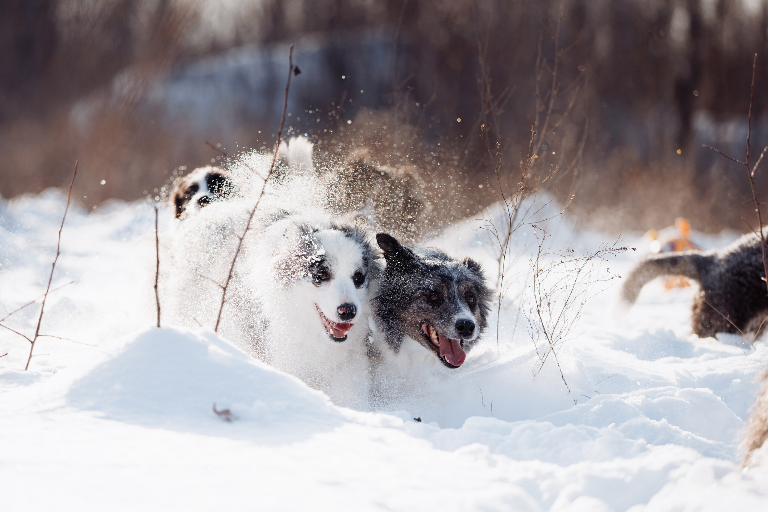 Яркий январь. О нас