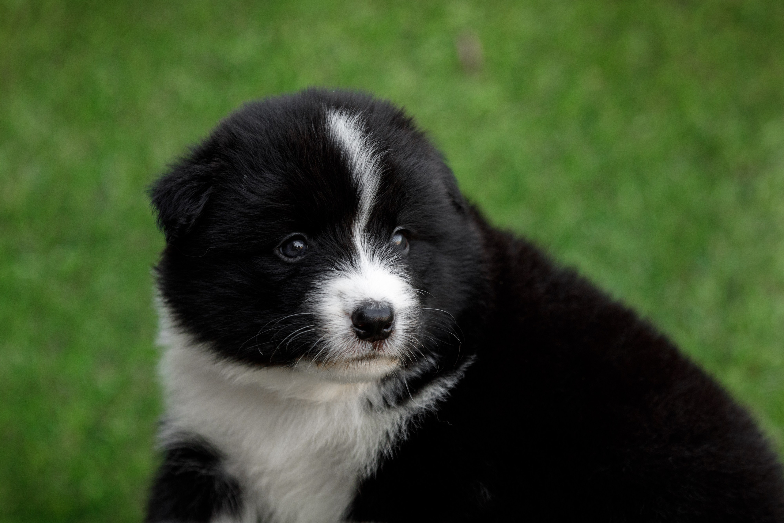 Смешарики. О нас