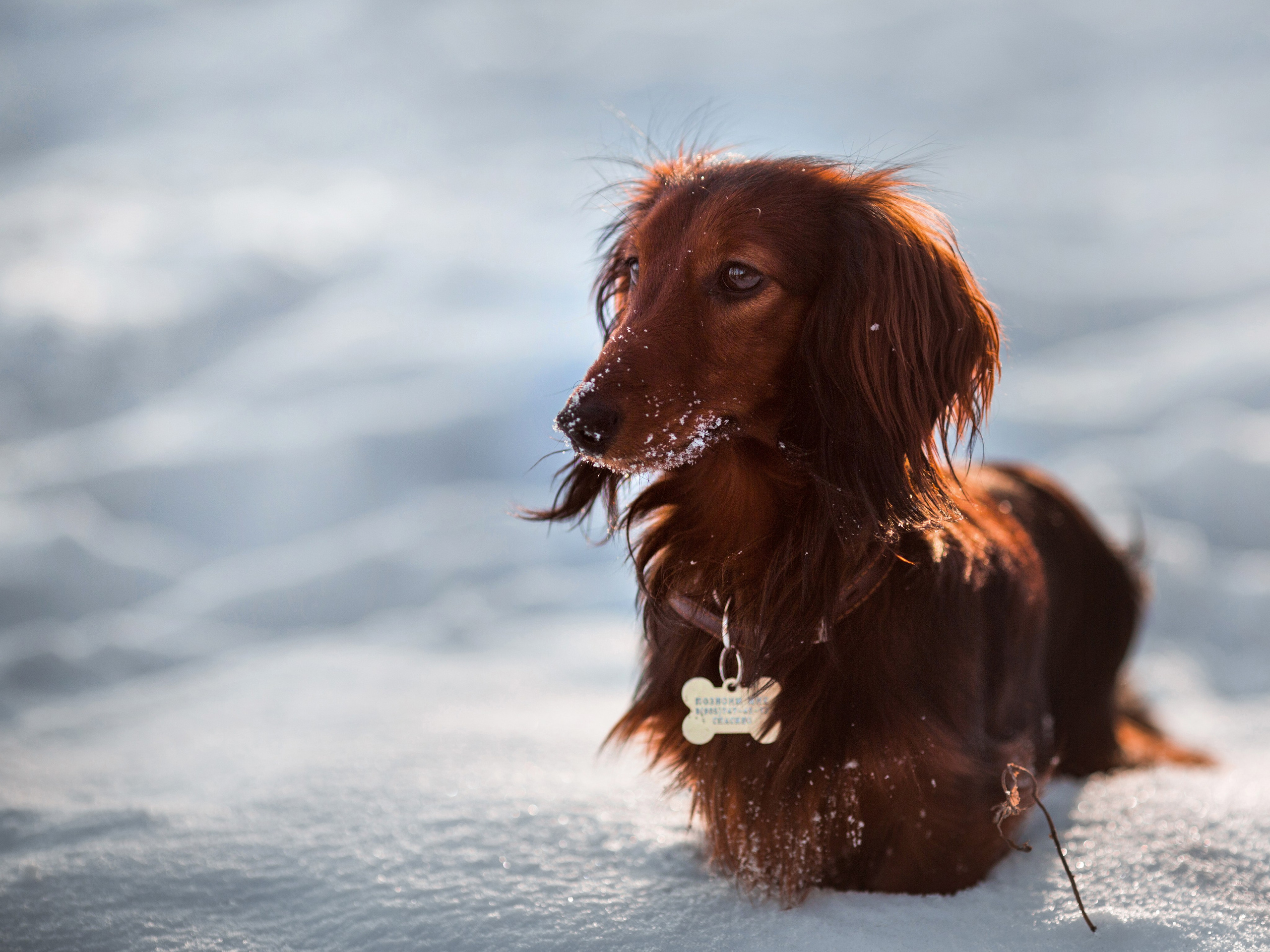 Зимняя прогулка. Репортажный фотограф Борис Геер