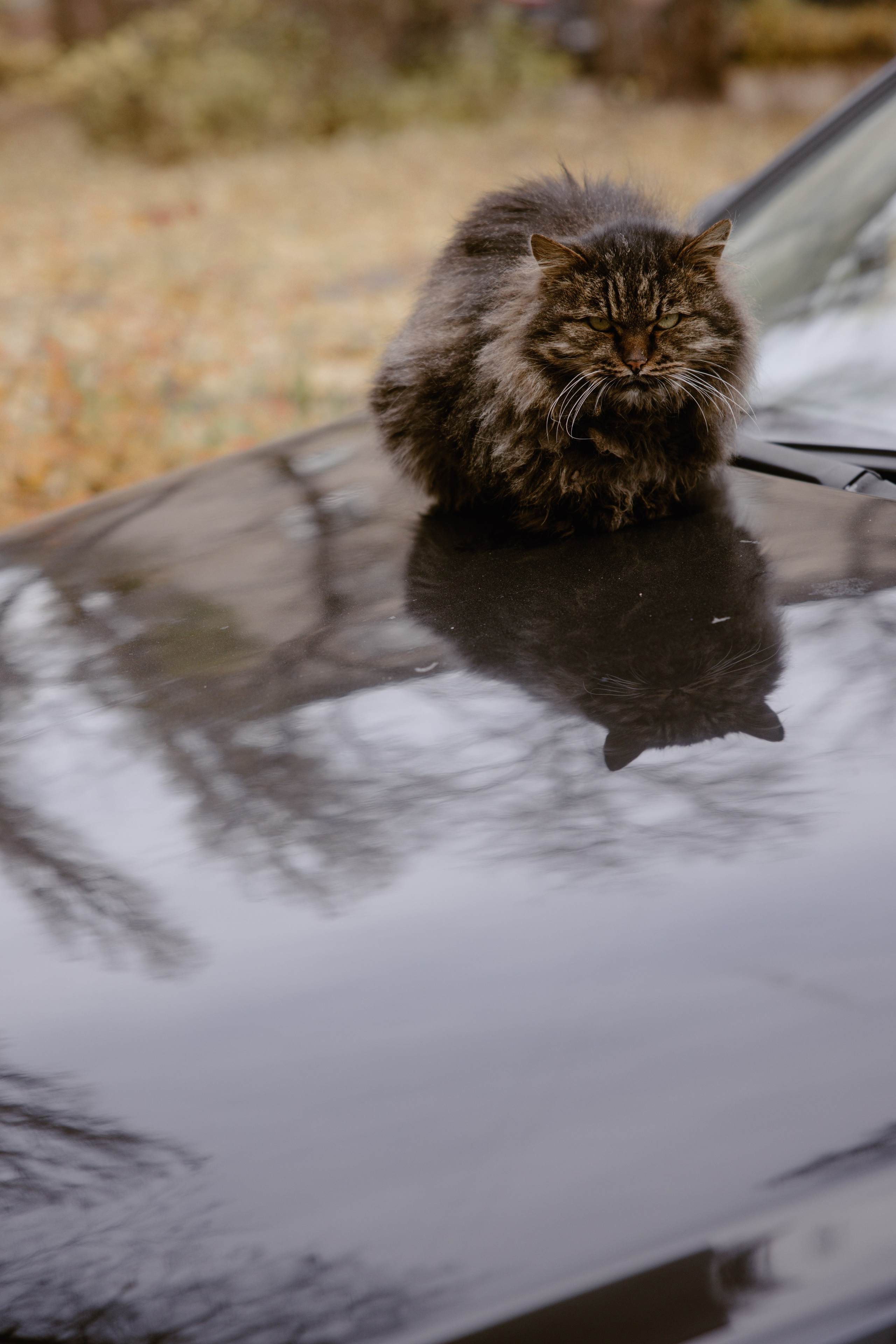 Punk. Свадебный фотограф / Reels Нижний Новгород Татьяна Красильникова