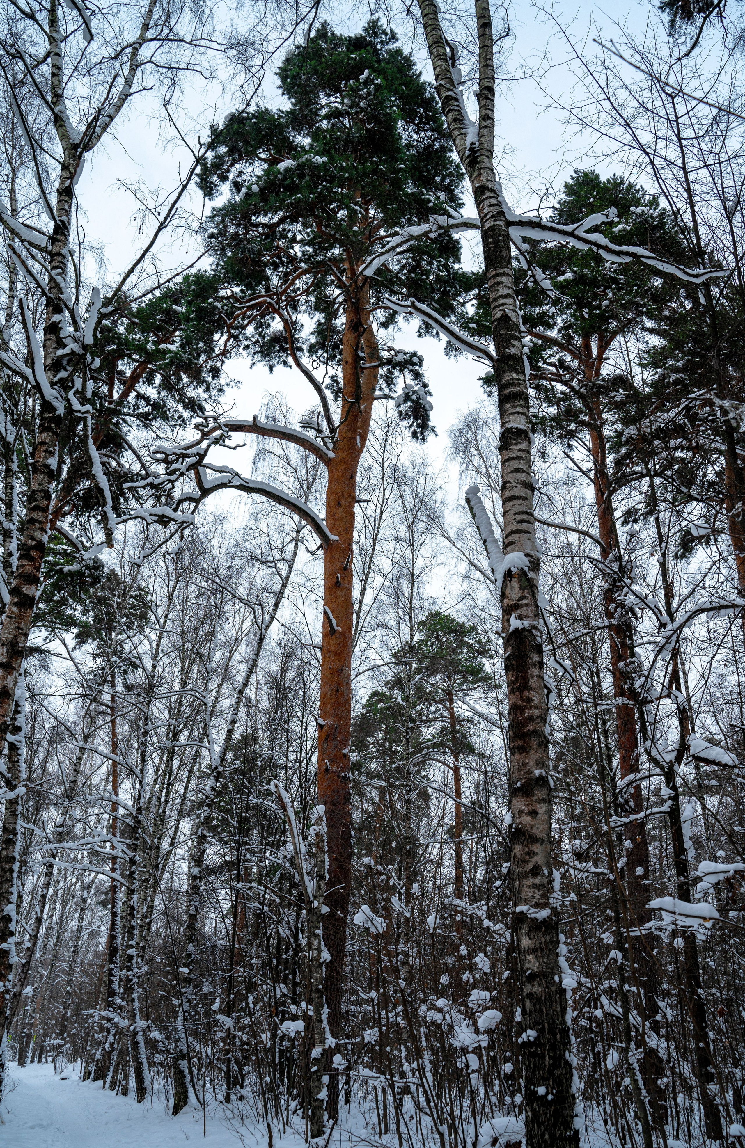 Прогулка с собакой. Зима, лес, Москва. Vadim Nevenglovskii Фотограф в разных жанрах
